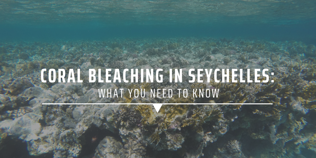 Coral bleaching in Seychelles What you need to know