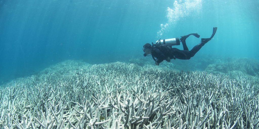 A diver explores the ocean floor that has gone through acidification. 