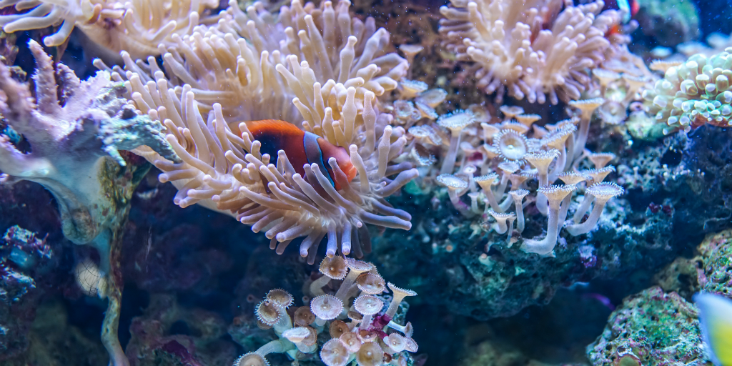 Coral reefs are like underwater cities. 