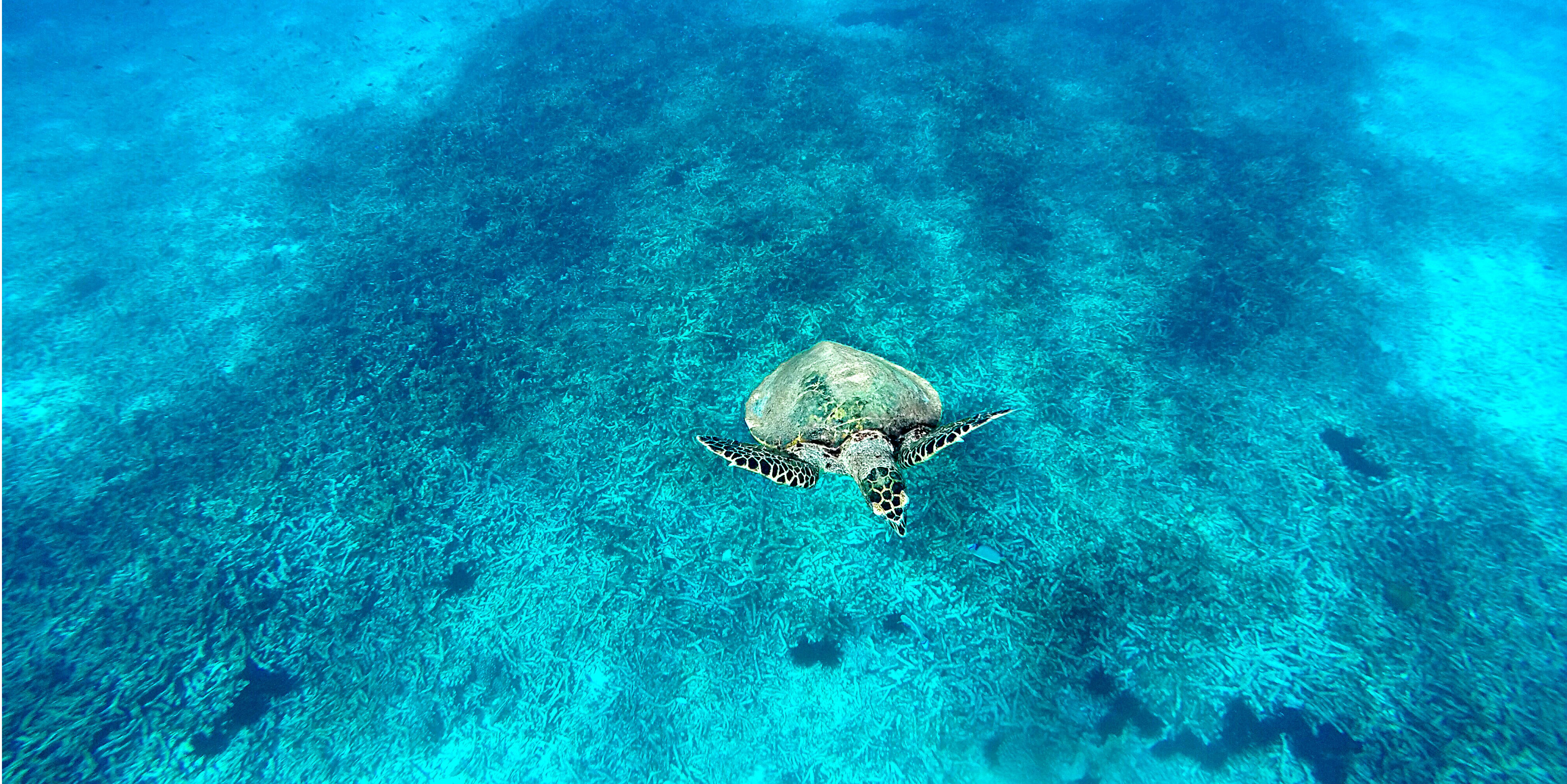 seychelles diving