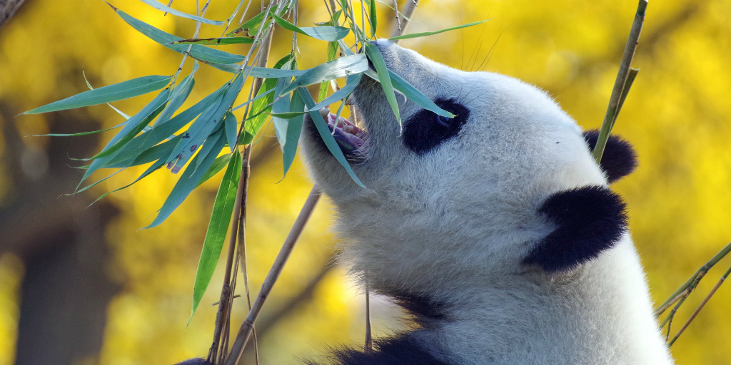 A giant panda bear eating.