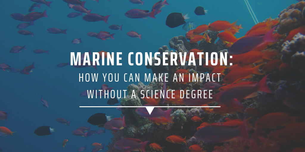 Marine conservation How you can make an impact without a science degree