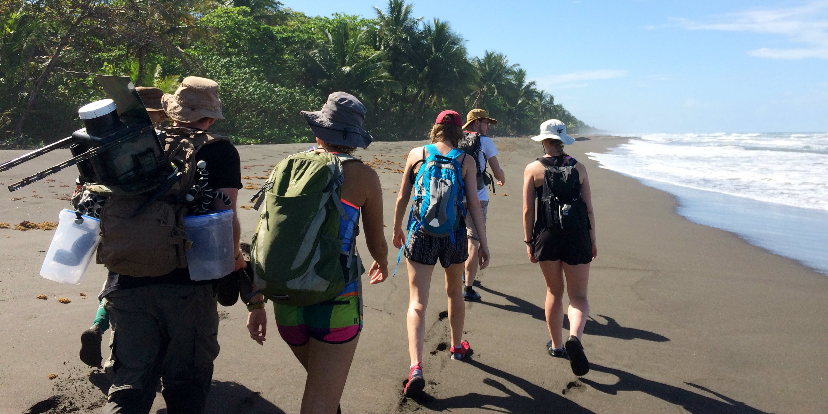 GVI participants patrol the beach in Tortuguero National Park, Jalova. Participants record evidence of jaguar-turtle interaction as part of a program designed to support jaguar and sea turtle conservation/