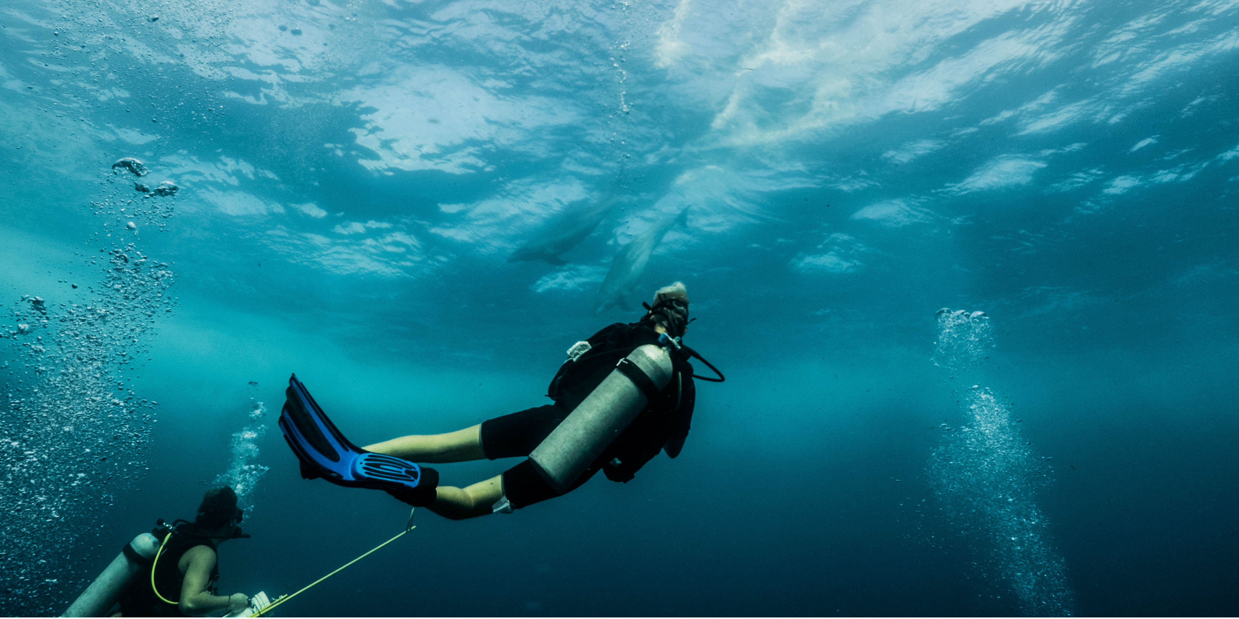 GVI participants observe dolphins outside of Puerto Morelos, Mexico. As part of their program, participants work toward various PADI certifications.