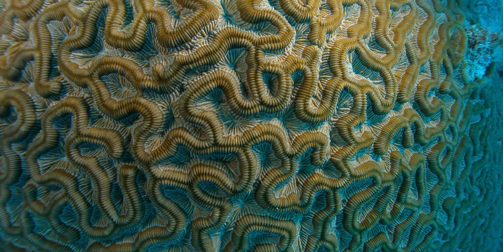 This brain coral is one of the species found off of Mexico in the Carribean Sea. GVI participants collect data on the fish and coral species in the region.