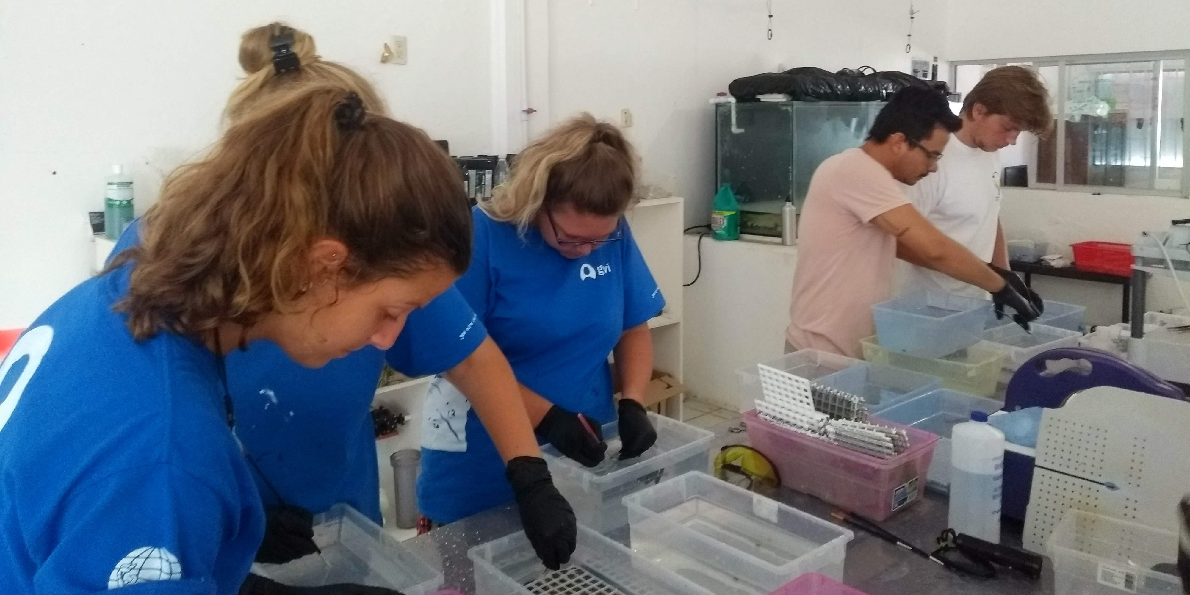 GVI participants work on growing coral polyps in Puerto Morelos, Mexico, as part of efforts to conserve the coral reef.