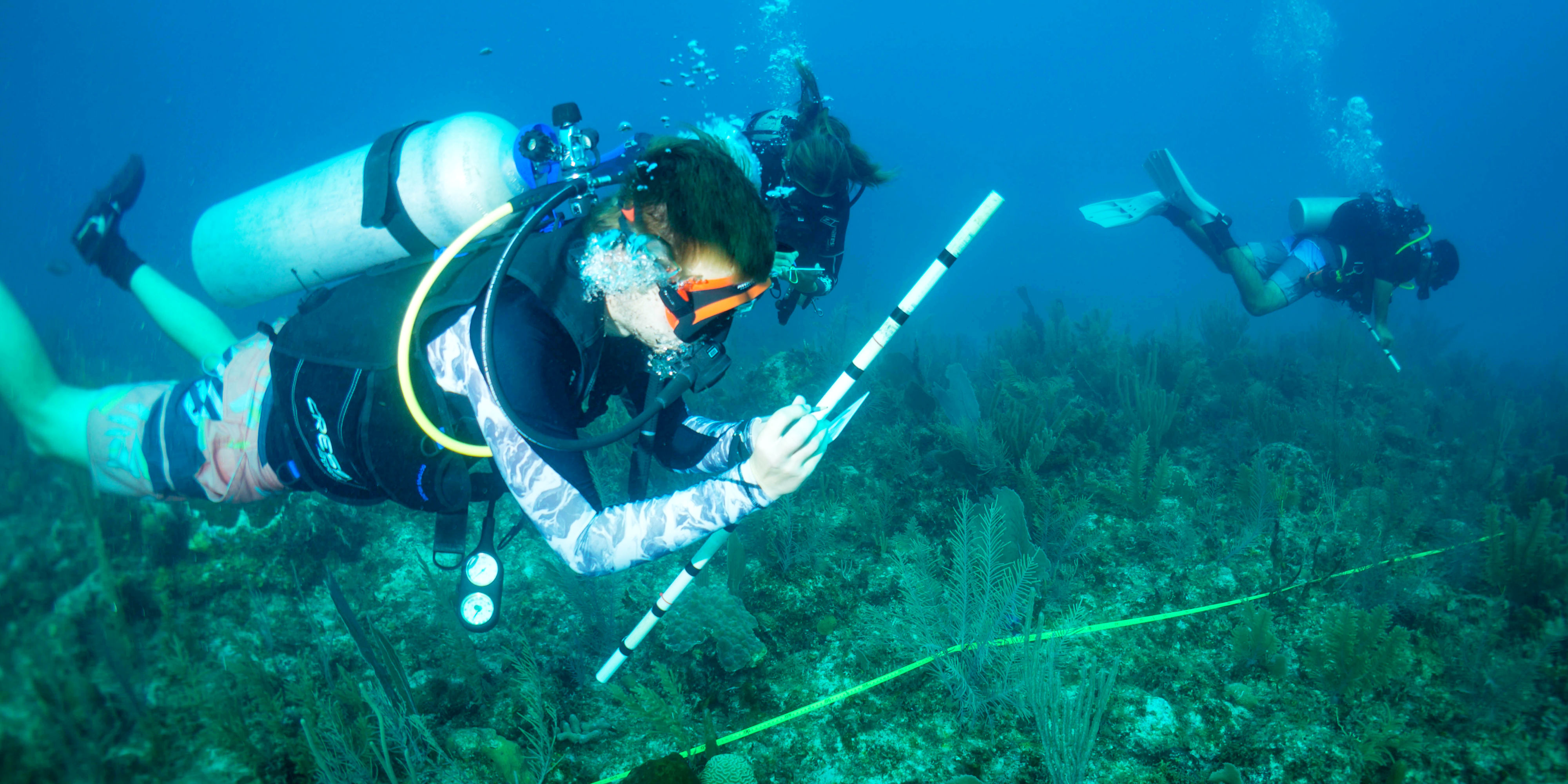 A GVI participant records information on marine species along the Mesoamerican Barrier Reef System. This data is used to inform marine conservation research in the region.
