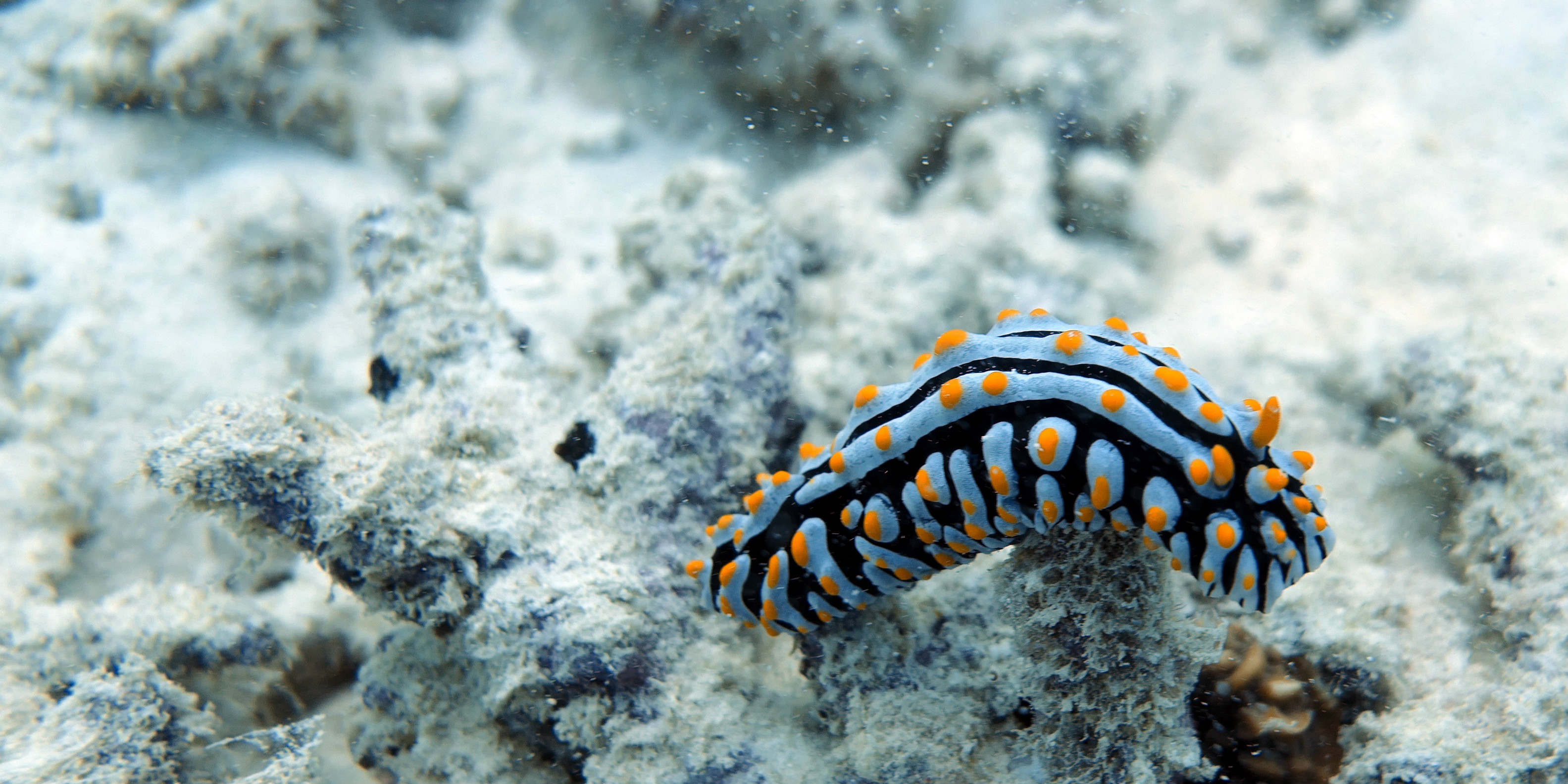 GVI participants complete PADI courses while on a marine conservation expedition in Seychelles. As part of their work, participants monitor the coral reefs.