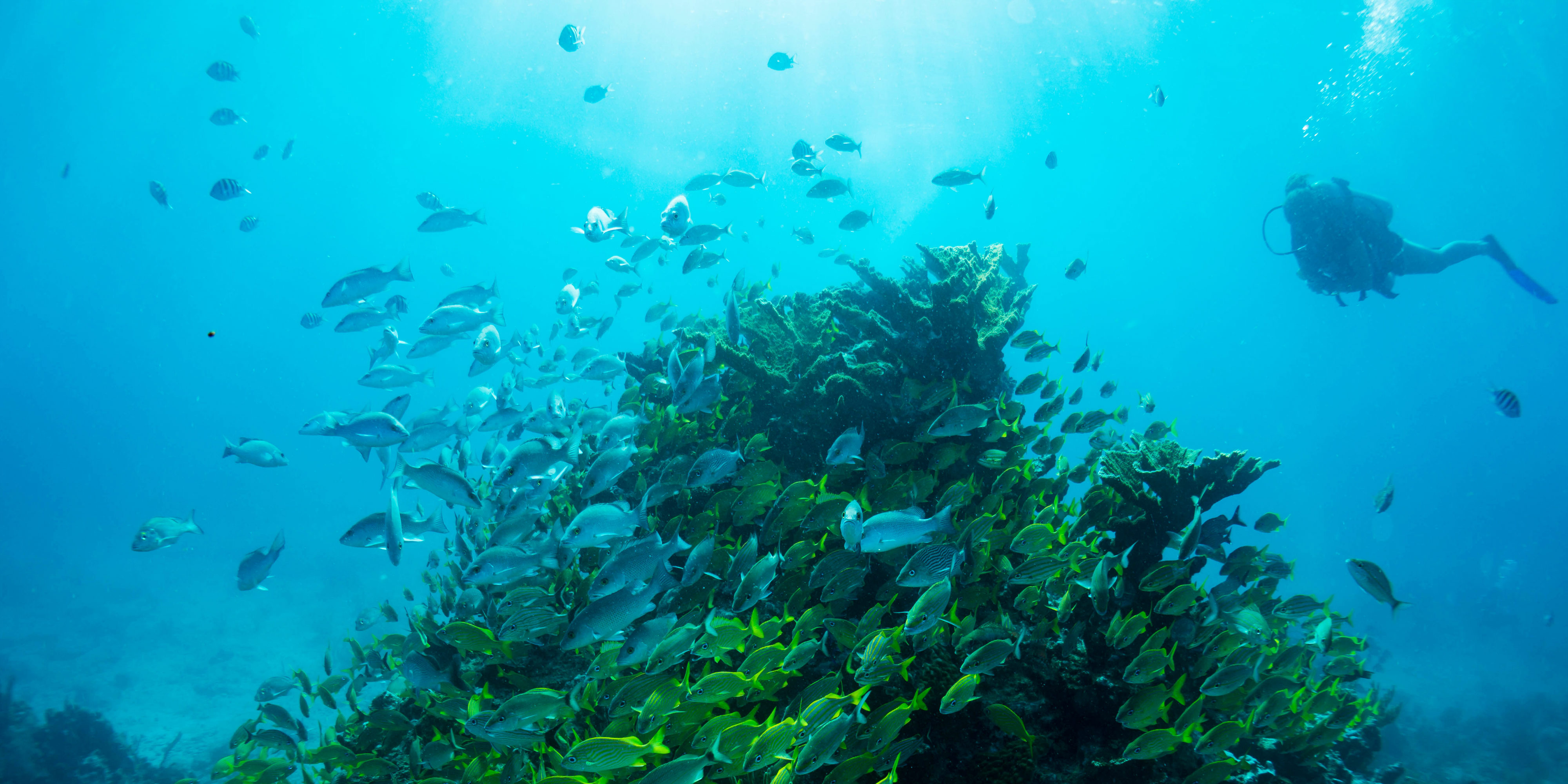 A GVI participant works on attaining their padi certification, while diving in the reefs of puerto morelos, with GVI.