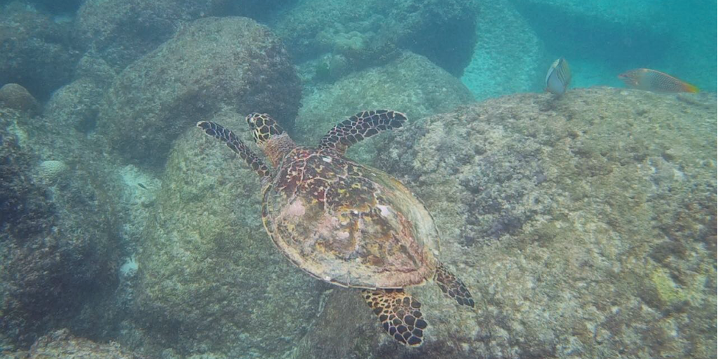A sea turtle swimming above rocks on the seabed.