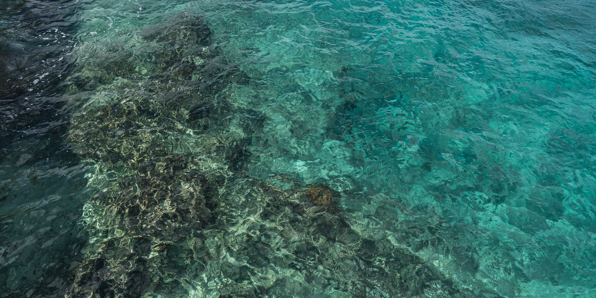 Volunteers in Mexico work to conserve coral reefs in the region. 