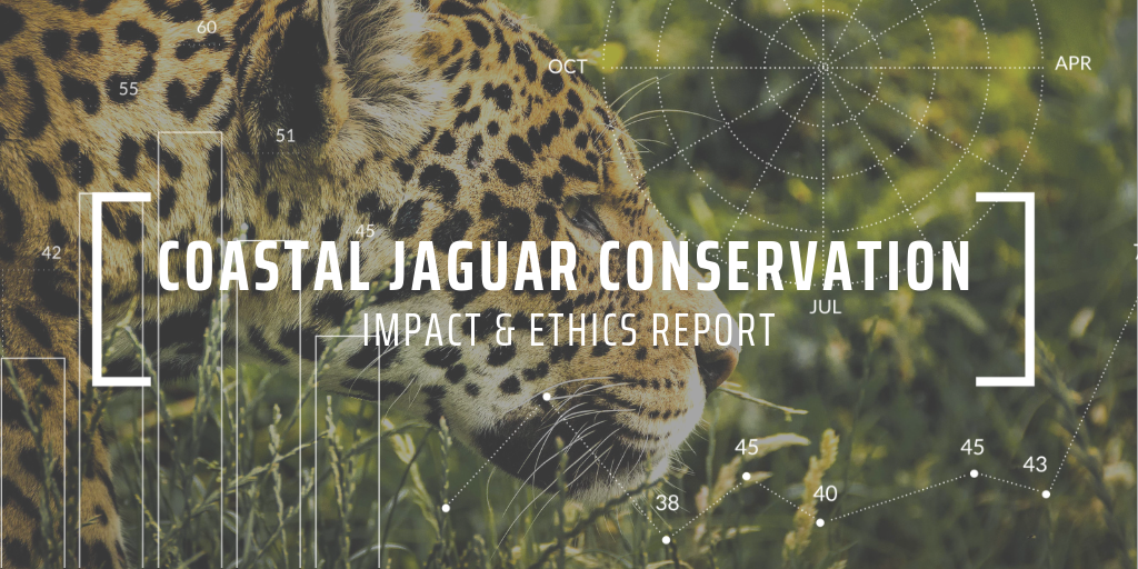 Studying jaguar-turtle predation behaviour with Coastal Jaguar Conservation