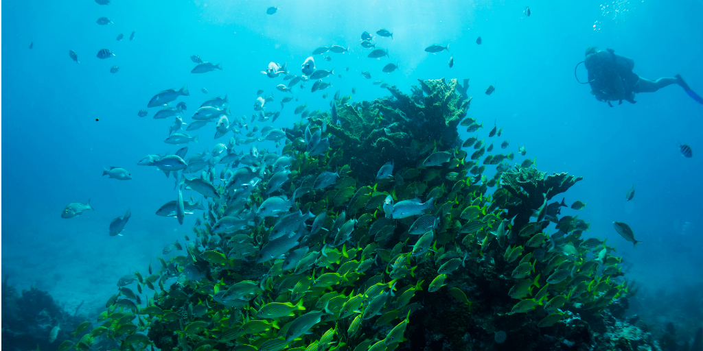 A diver observing fish swimming around a coral outcrop.