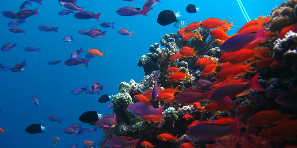 Conserving coral reefs like this is one of many activities you can take part in on a gap year travel program.