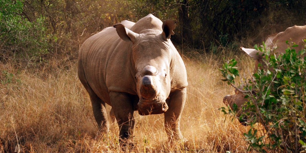 As a participant in African wildlife conservation you might assist in the preservation of African rhino such as this. 