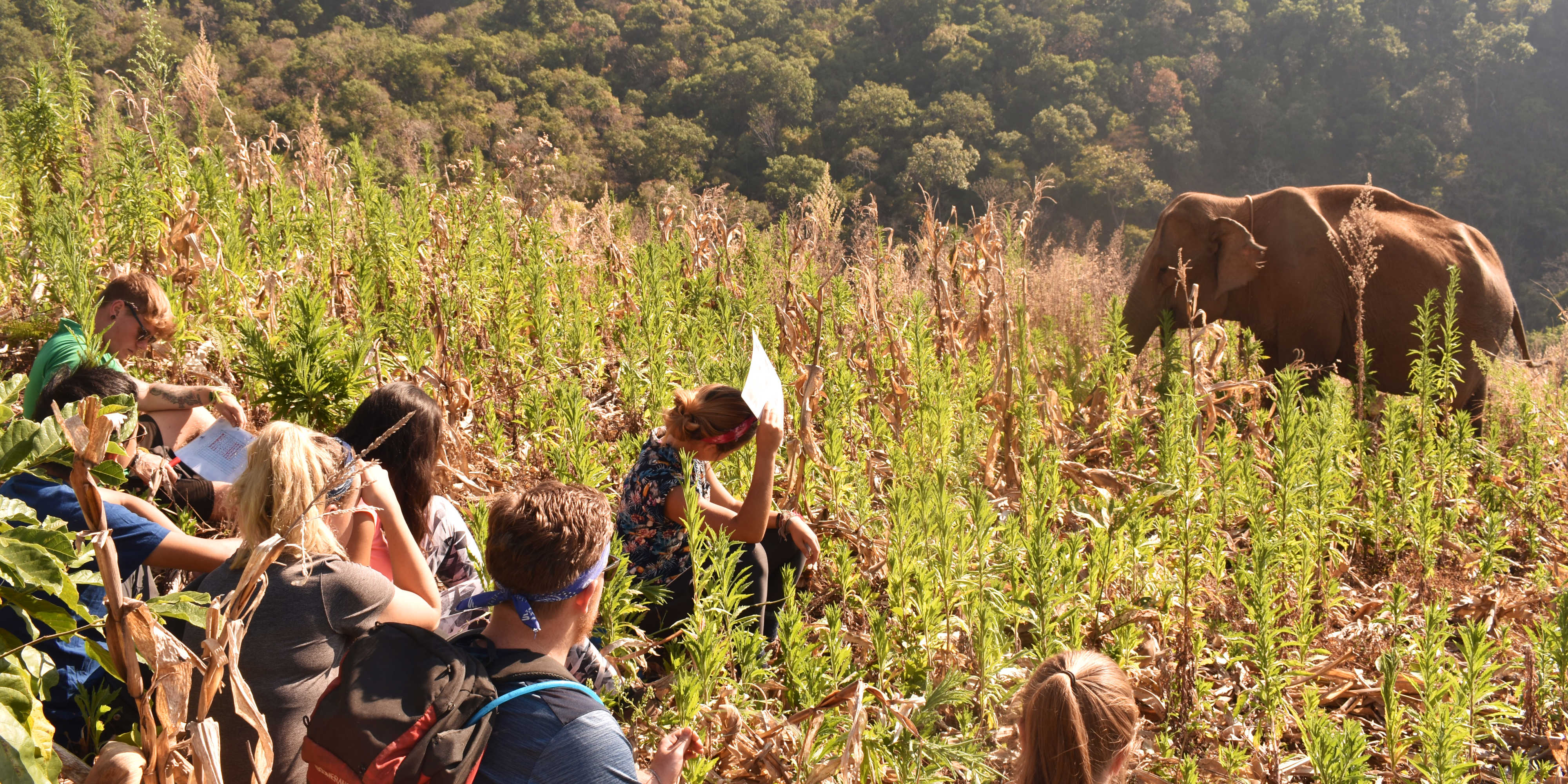 While volunteering with elephants in Thailand, these volunteers collect behaviour data on the big beasts.