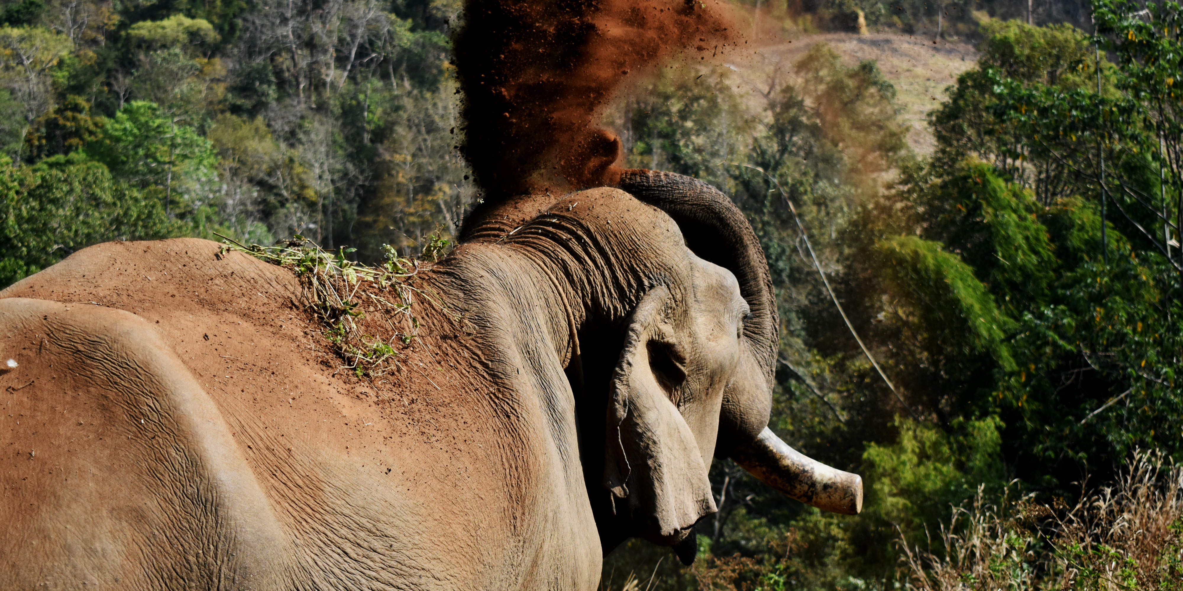 An elephant in Thailand flings dirt onto its back. After being reintegrated into the natural forest habitat, these elephants begin to display this kind of natural behaviour.
