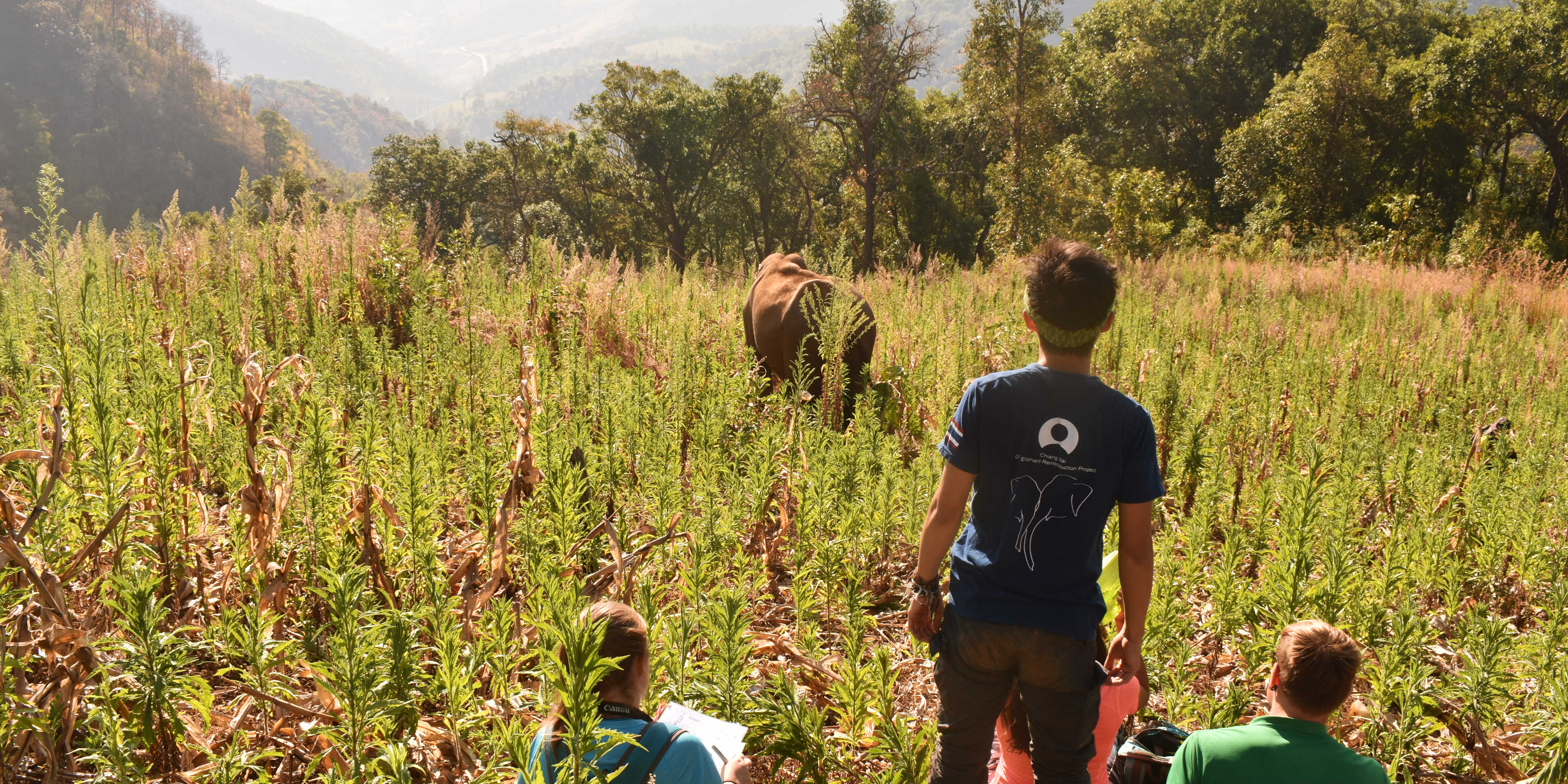 GVI participants monitor elephants in Thailand, as part of efforts to set up alternative elephant tourism.