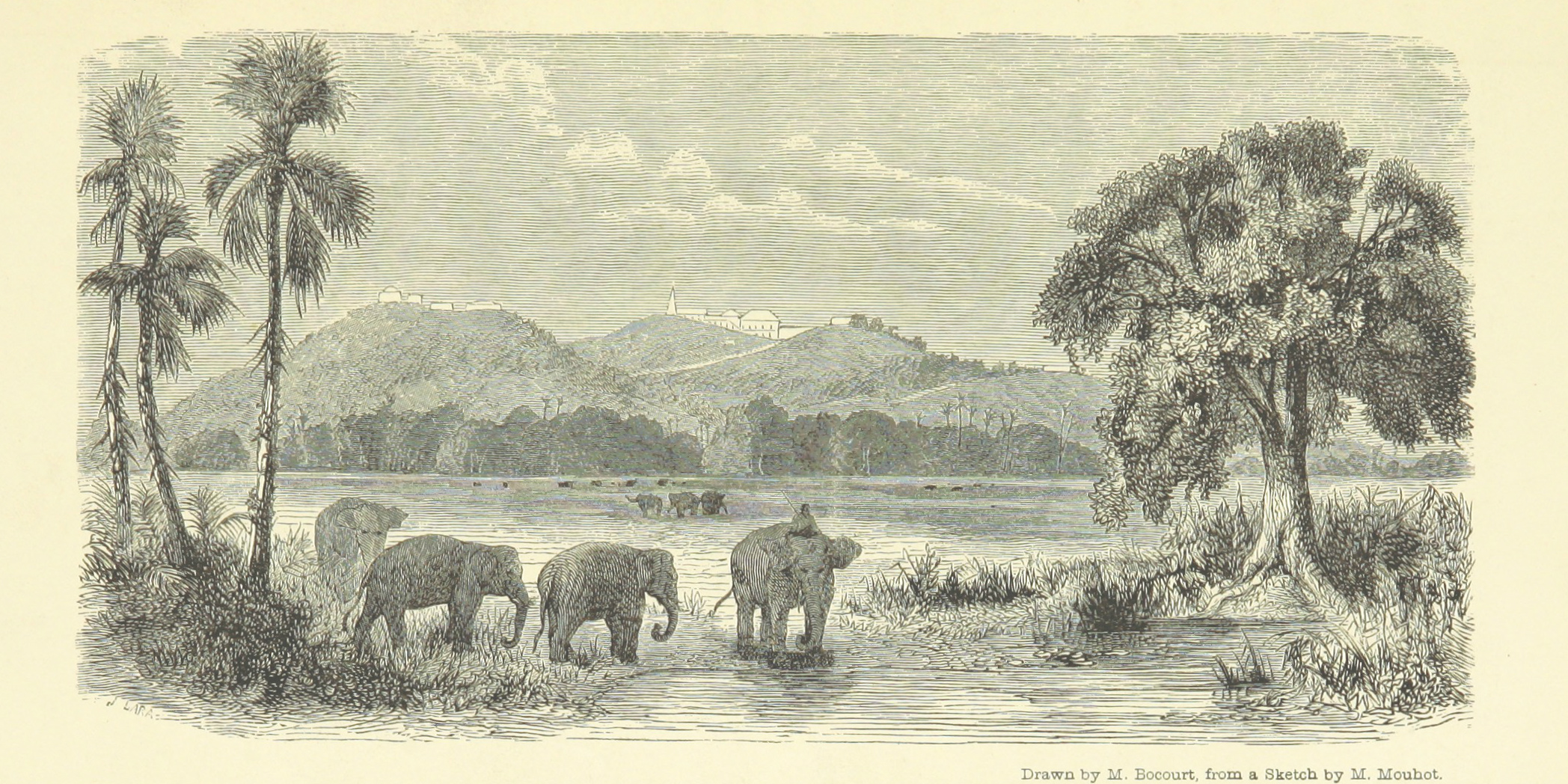 An illustration of elephants in Thailand in the 19th century. There is a rider on the back of the first elephant. 