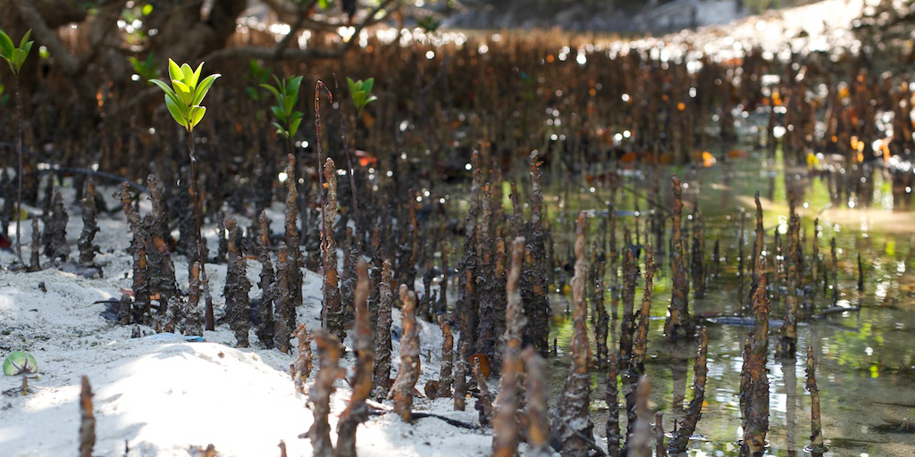 Mangrove monitoring and conservation is an important task for volunteers in Curieuse. 