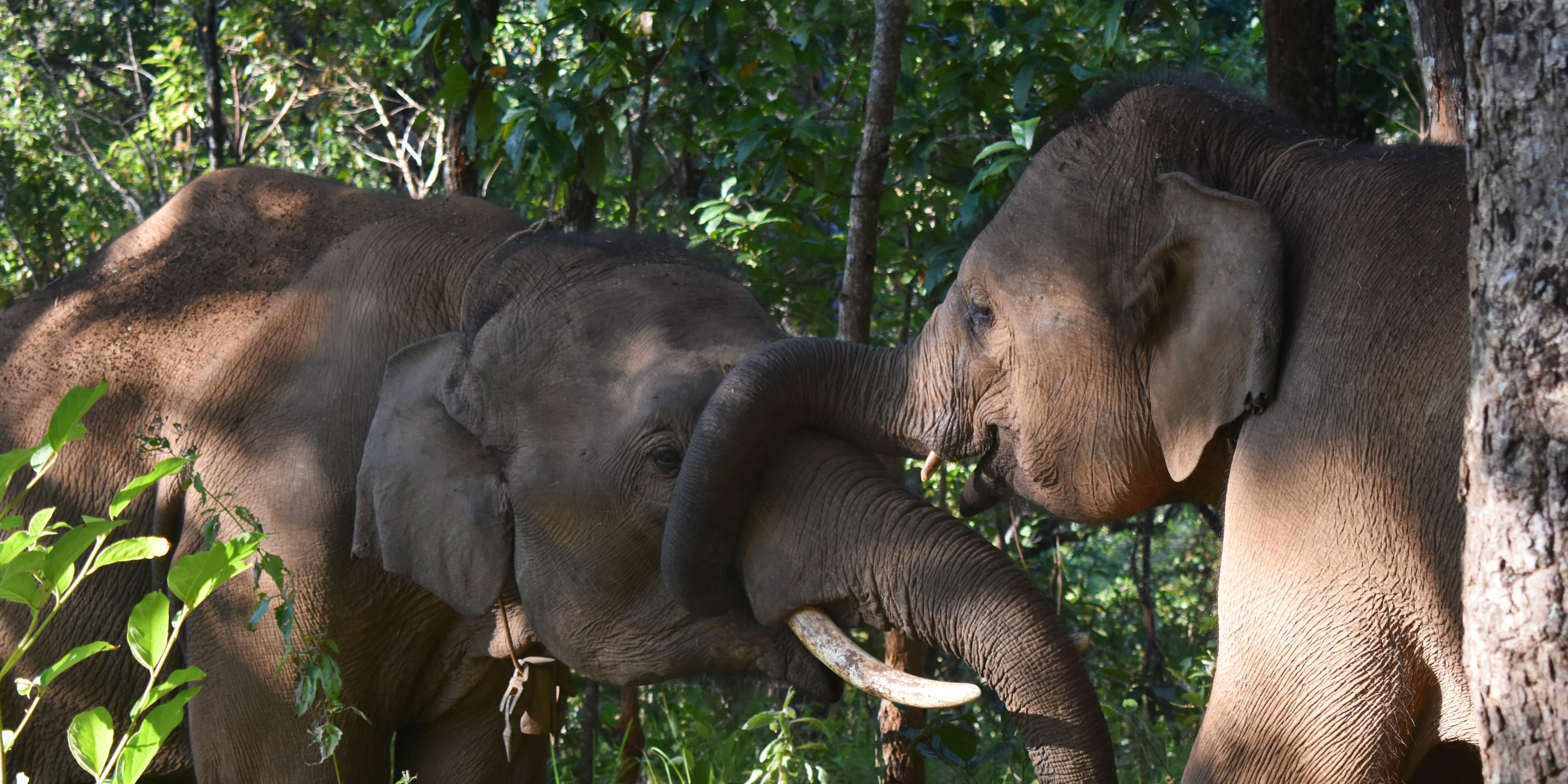 An elephant wraps its trunk around a companion. While volunteering with elephants in Thailand, GVI participants are able to witness this kind of natural behaviour first-hand.