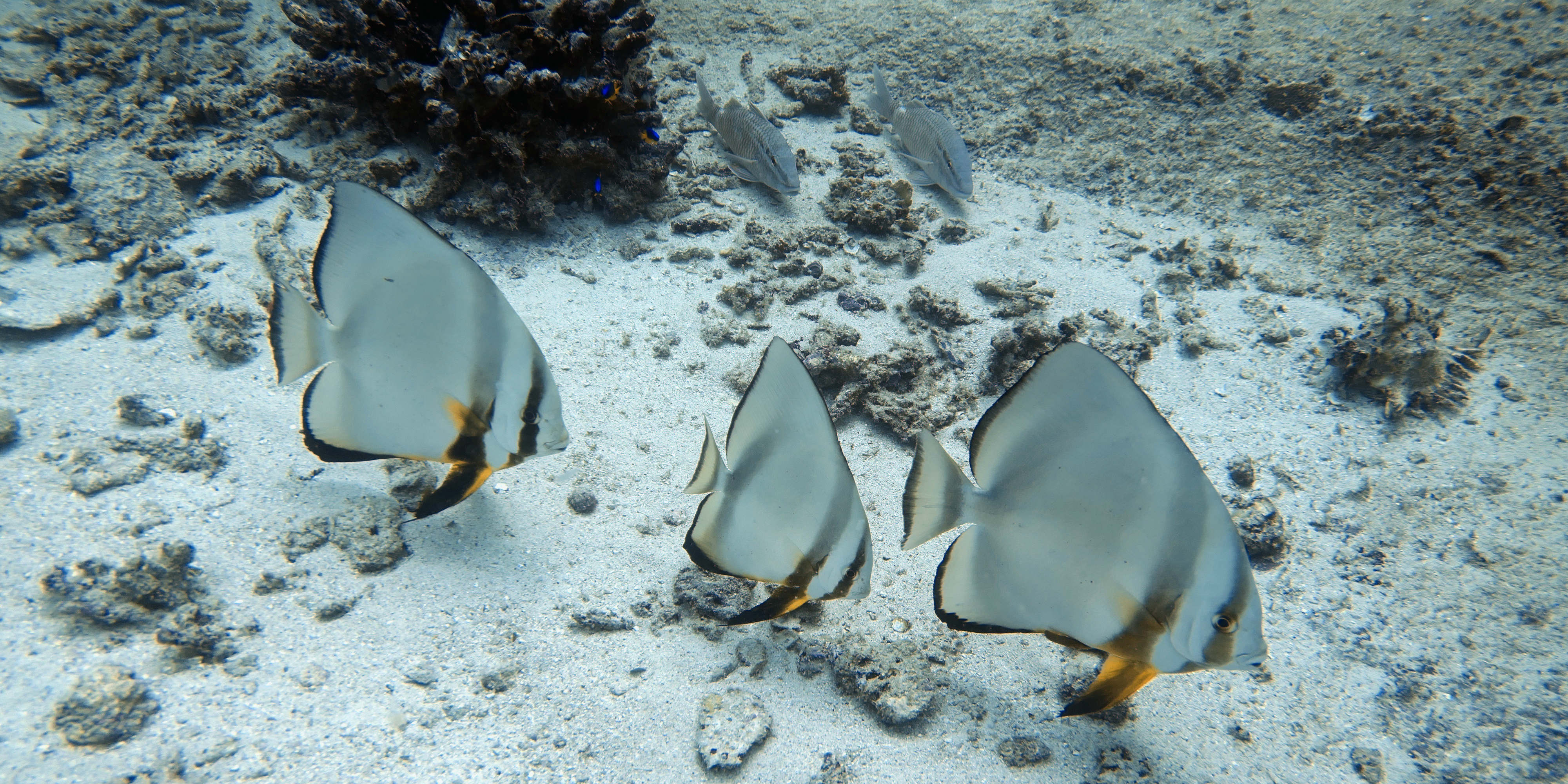 As a volunteer in Mahe, you might spot various species when diving the coral reef.