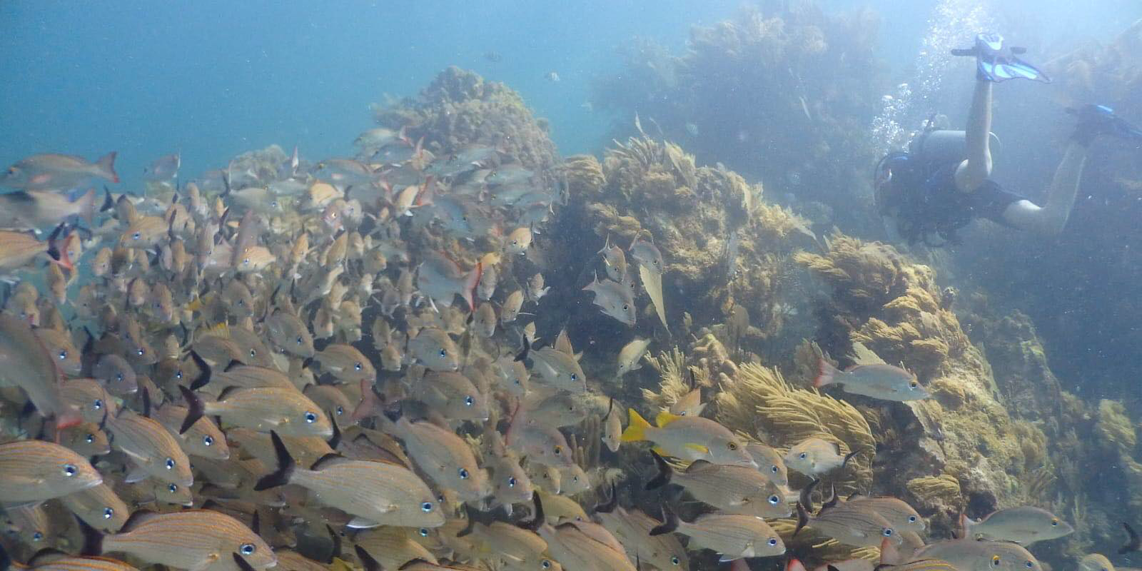 A GVI participant collects data on coral reef health while volunteering in Puerto Morelos, Mexico. 