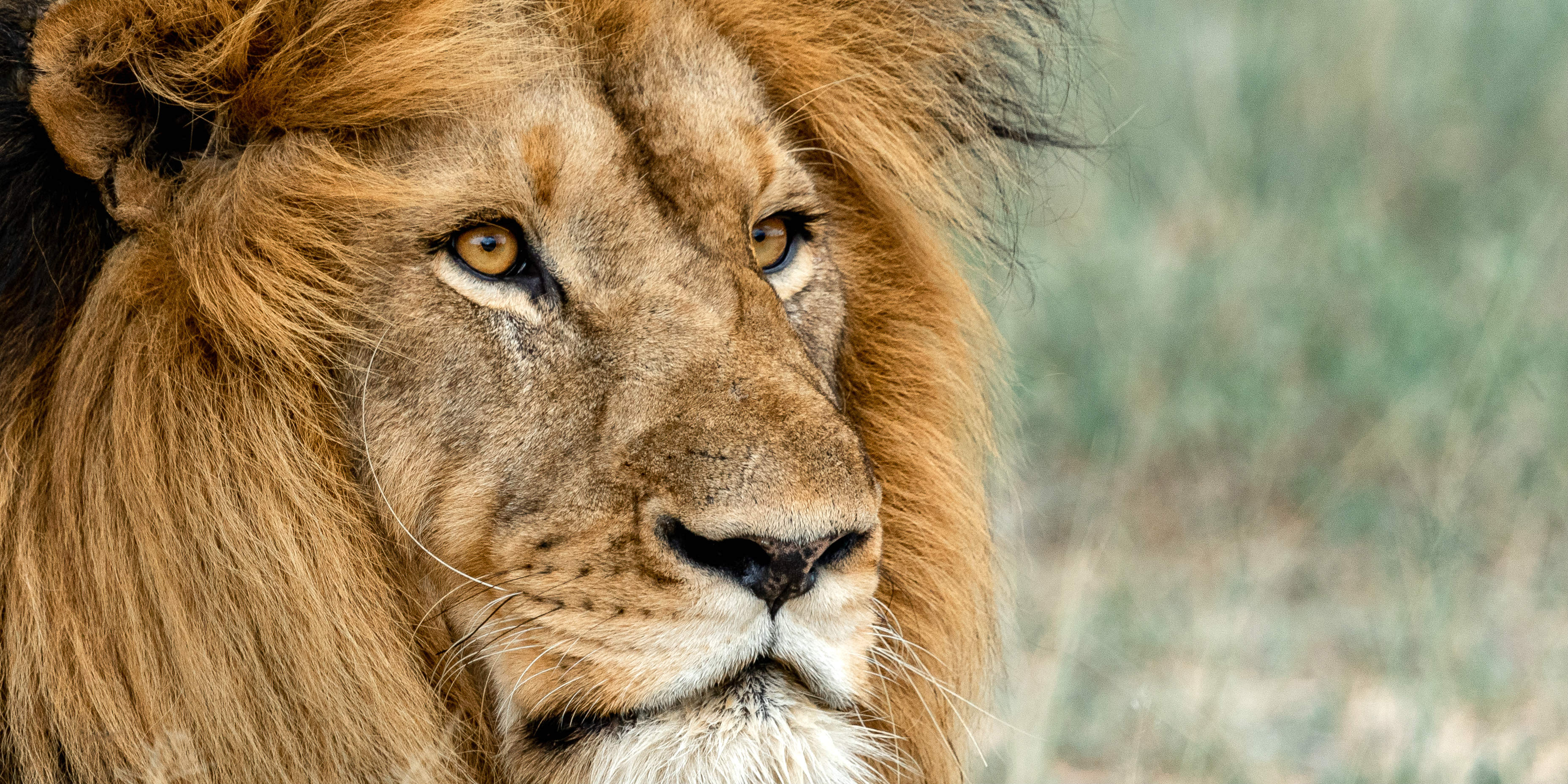 This close up image of a male lion was captured by a GVI participant while volunteering in Africa with animals.