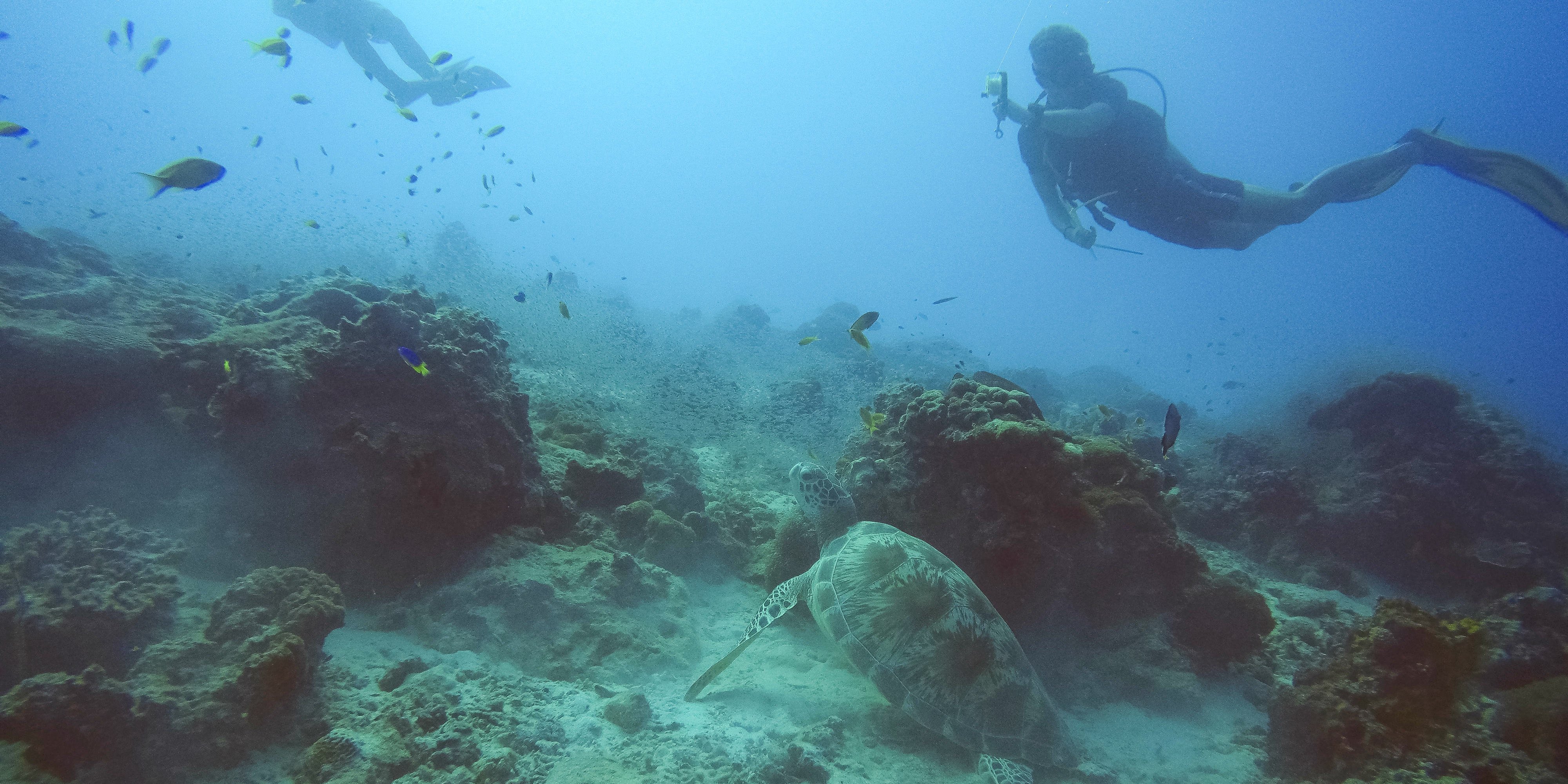 GVI participants explore the coral reefs surrounding Mahe while on a gap year.