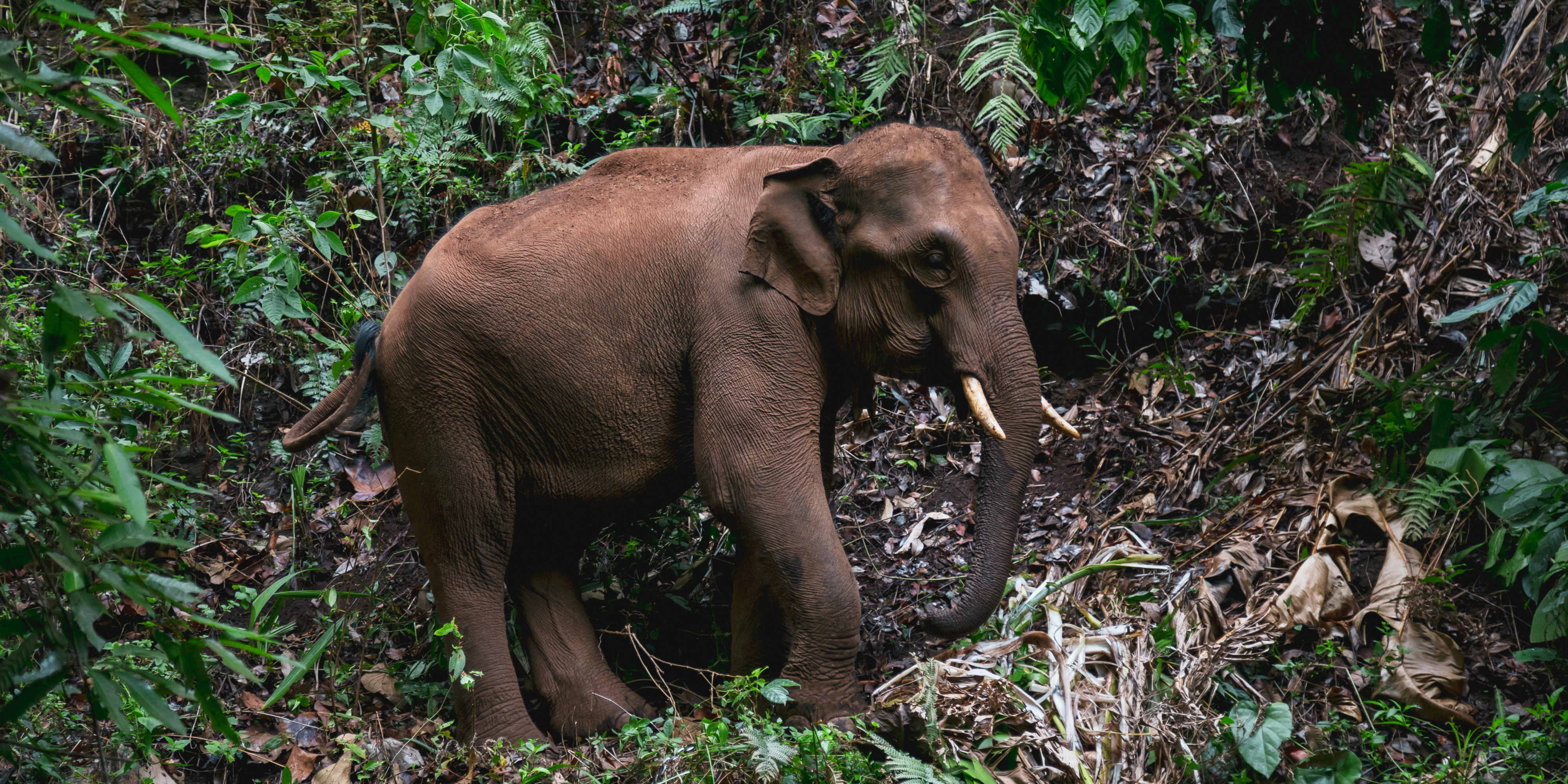 An elephant walks around its forested home in Chiang Mai. This eco-tourism model could be used to change elephant tourism in Thailand for the better.