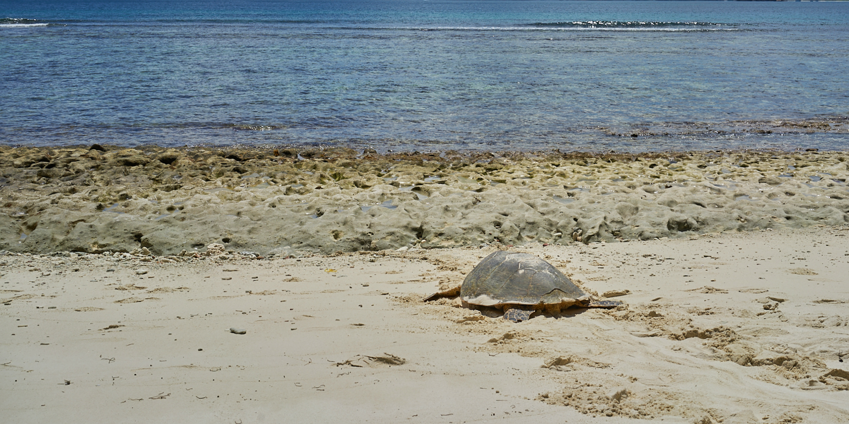 A hawksbill turtle returns to the ocean on Curieuse Island.