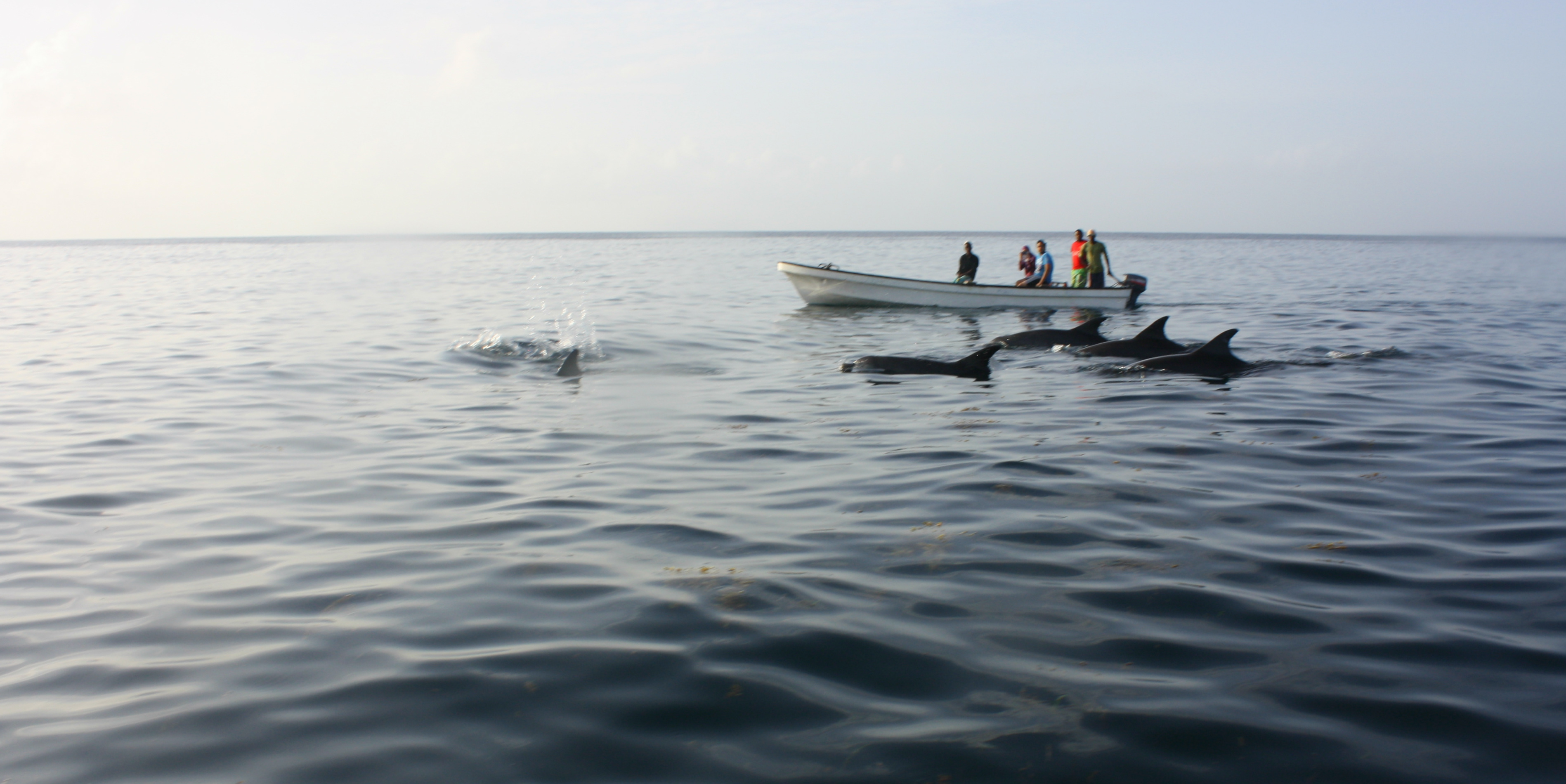 While on an animal volunteer vacation in Zanzibar, you could help to collect data on dophin like these.
