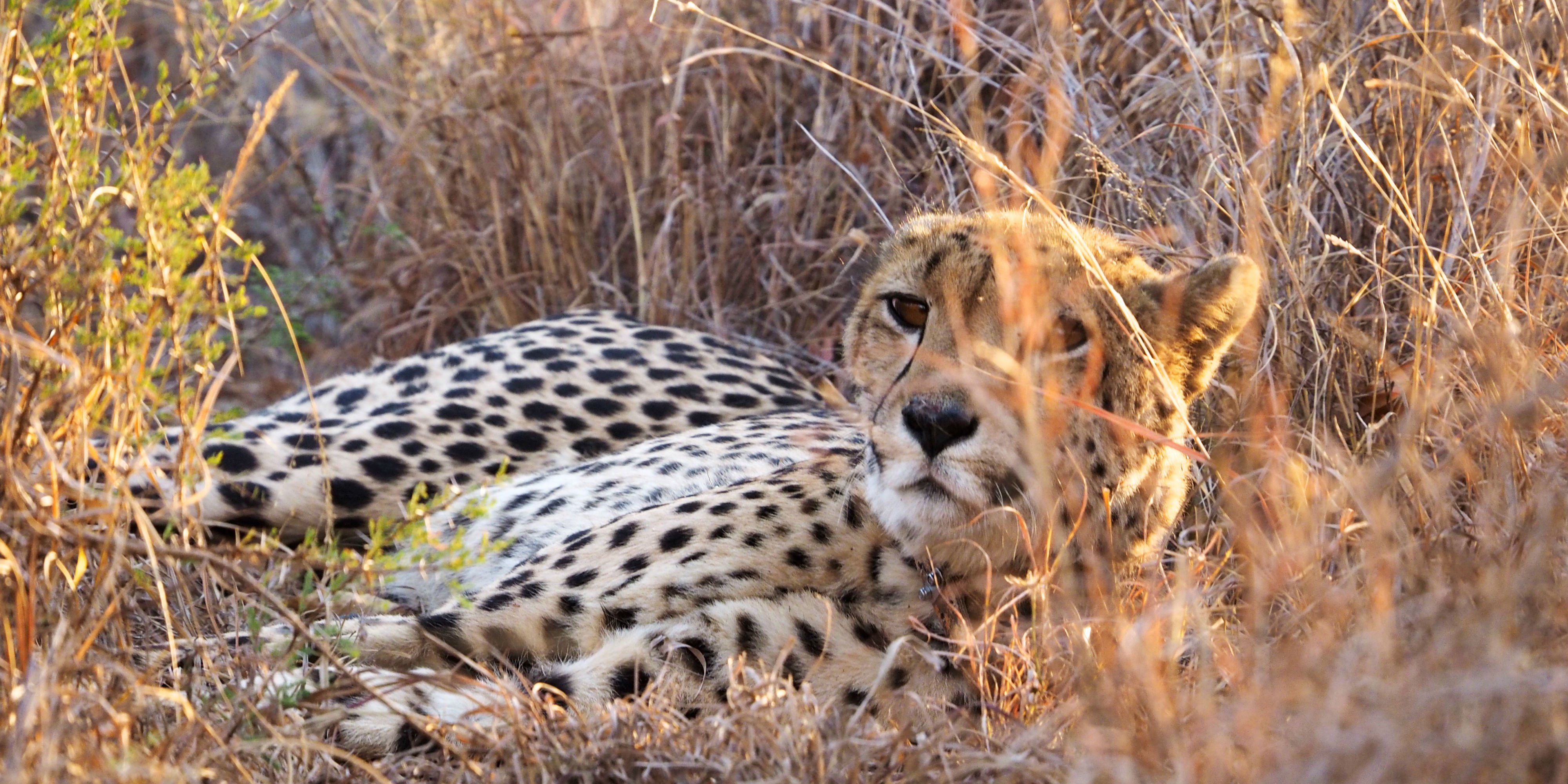 A female cheetah peers through the South African grassland. She is monitored as part of the GVI animal volunteer programs.