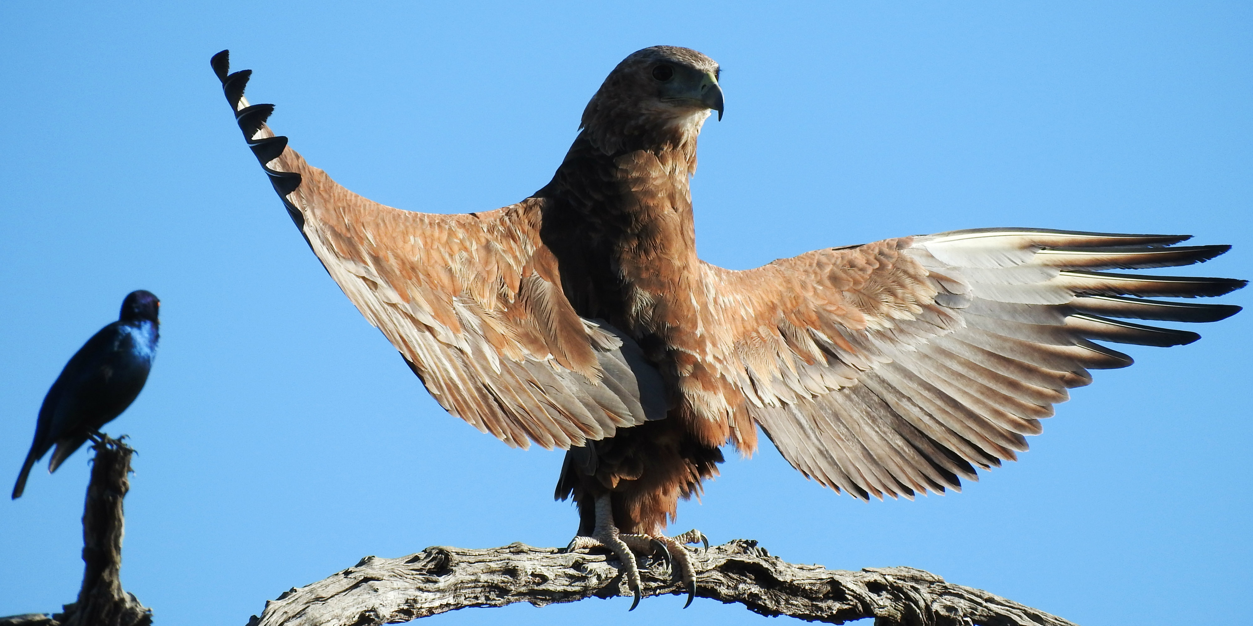 An Africa animal volunteer captures an image of a mighty eagle, as it spreads its wings.