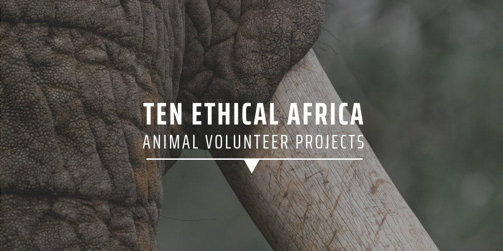 Ten ethical Africa animal volunteer projects