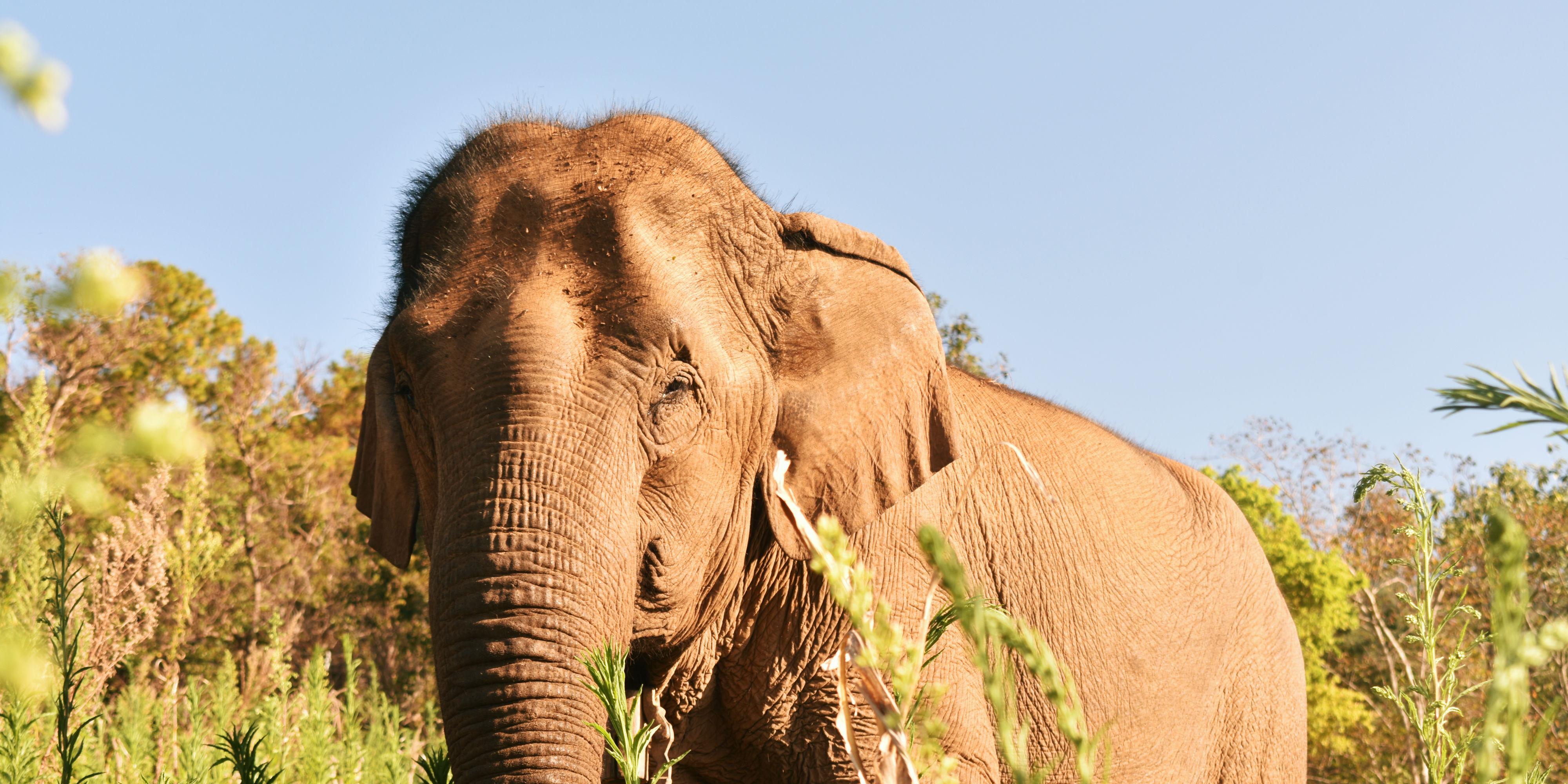 An elephant roams the hill surrounding a local village in Chiang Mai. It is one of the few elephants in Thailand not living in tourist camps.