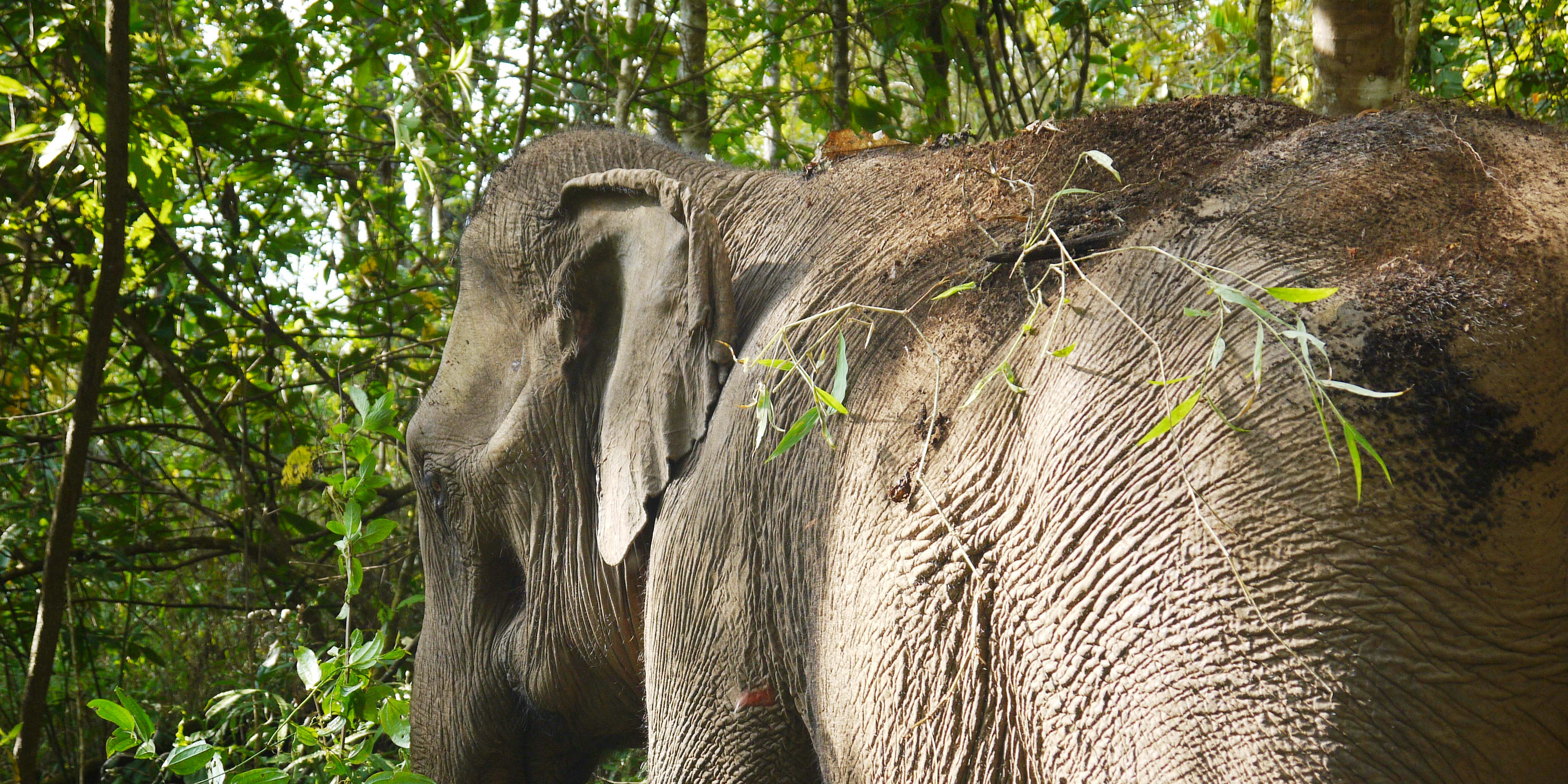 An elephant spends time in its forest habitat in the hills of Chiang Mai. This elephant is part of a volunteer with elephants program with GVI.