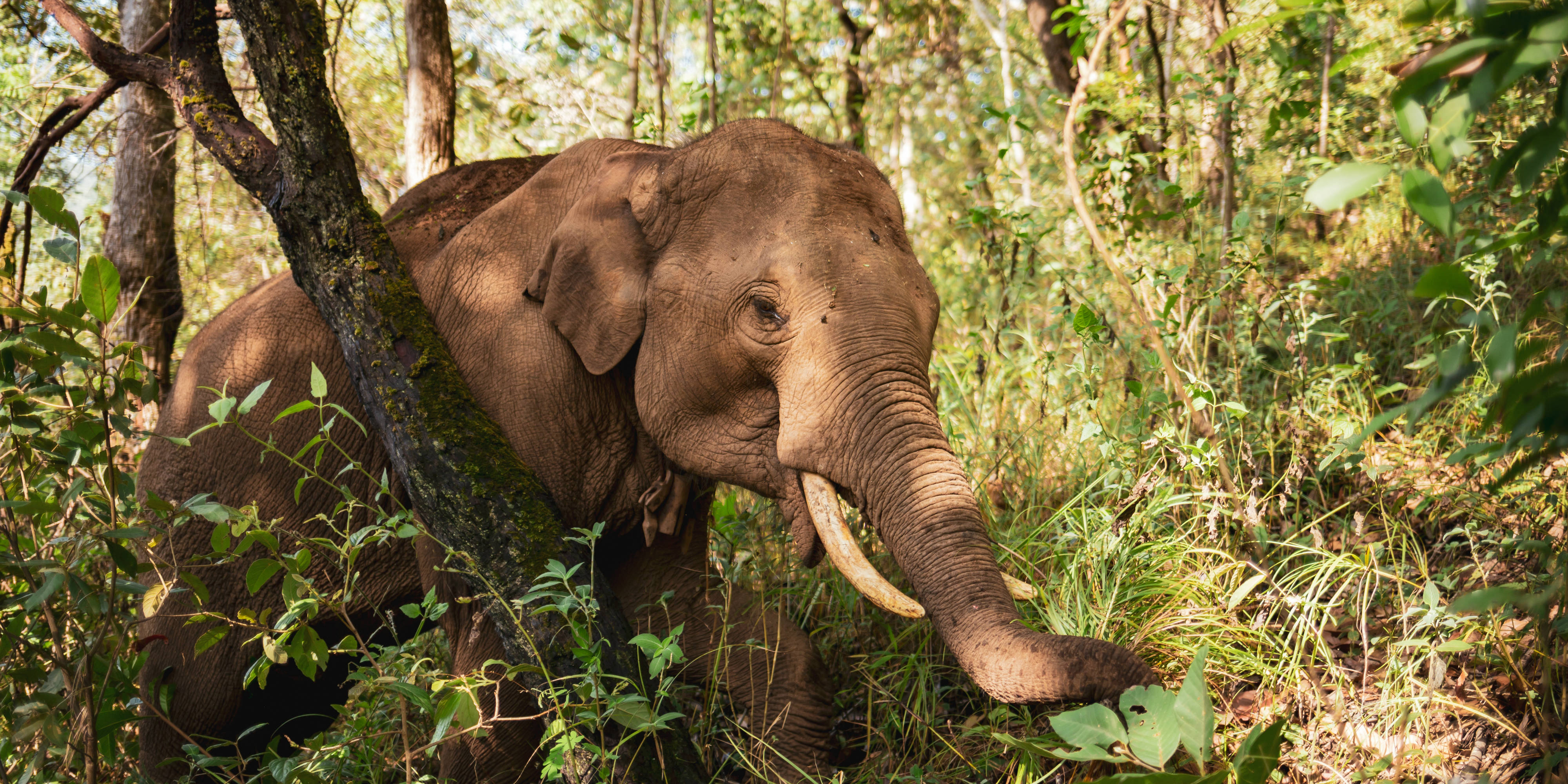 An Asian elephant forages in the forest of Chiang Mai province in Thailand. Volunteering with these gentle giants is one of the best animal volunteer programs abroad.