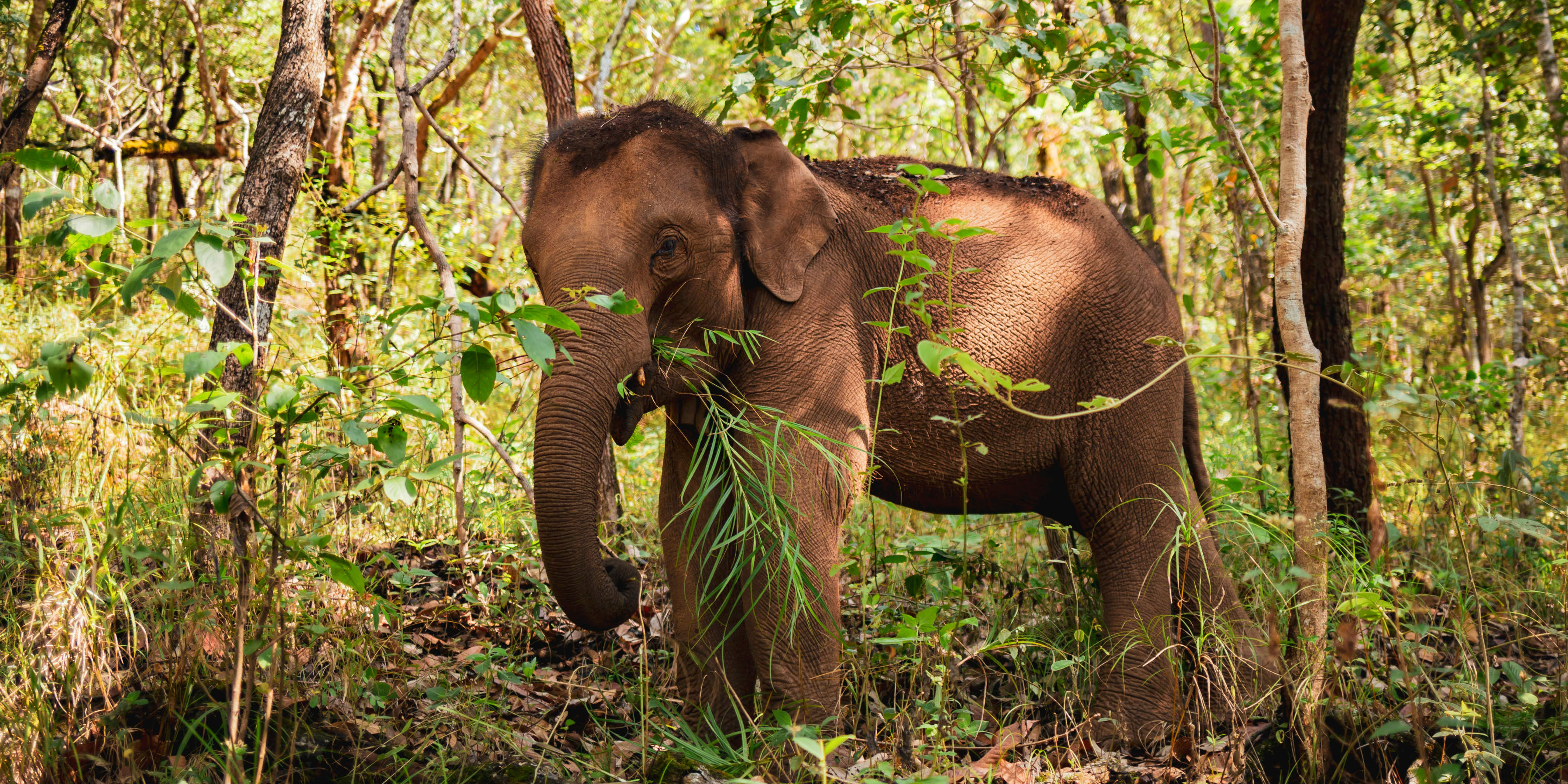 The luckiest elephants in Thailand, are free to forage and roam in their natural habitat - the forest. 