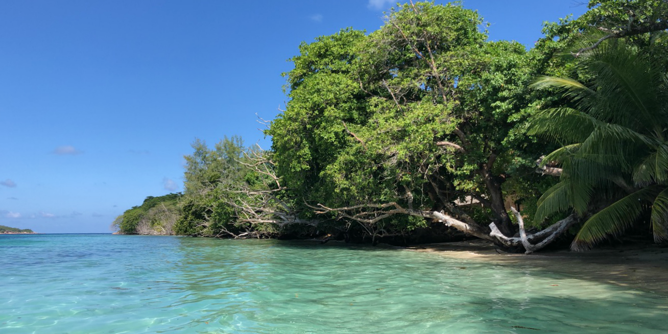 These coastal mangrove forests in Seychelles help to protect the shoreline.