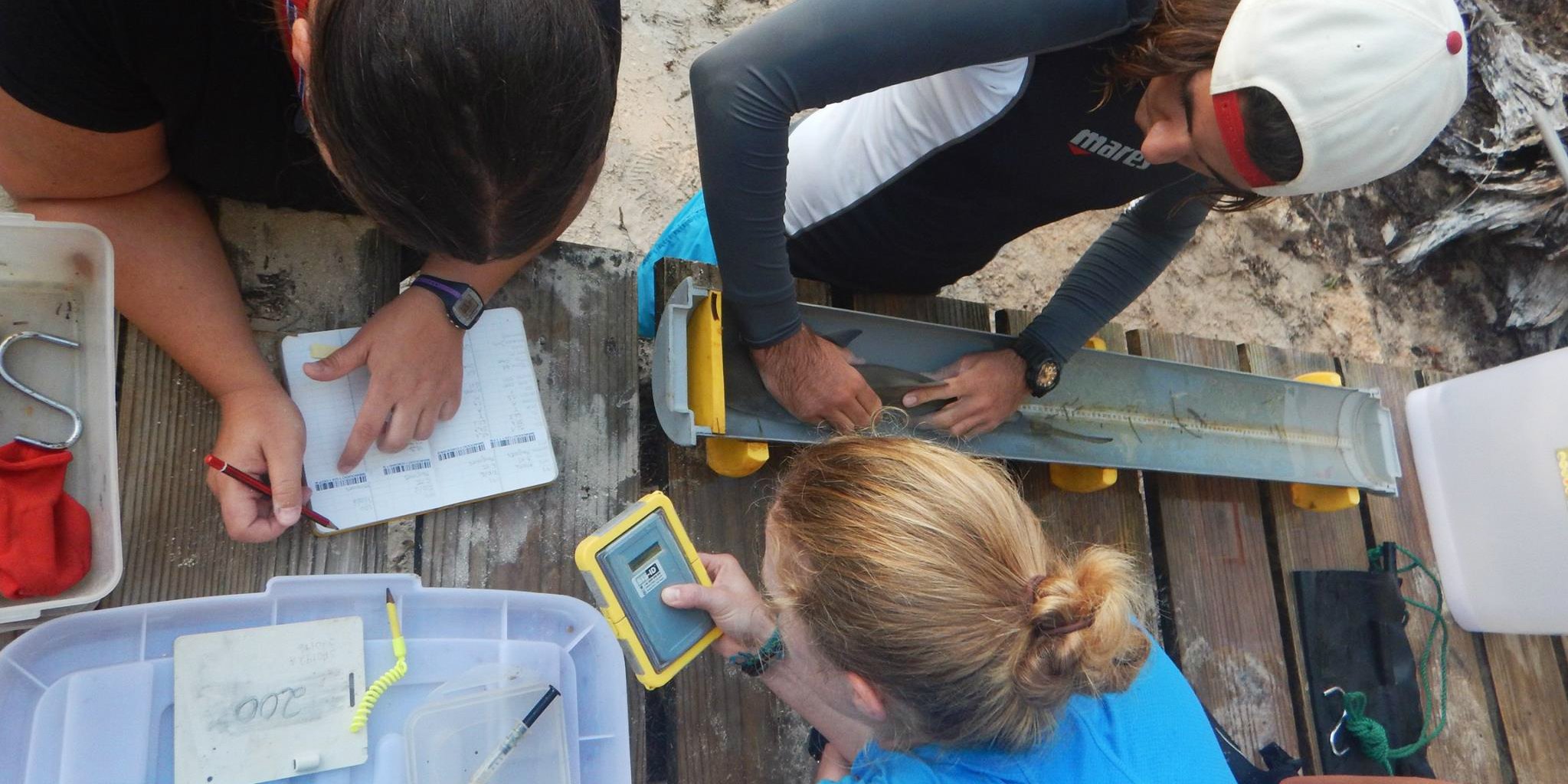 GVI participants record data on a sicklefin lemon shark pup while on one of our animal volunteer programs.