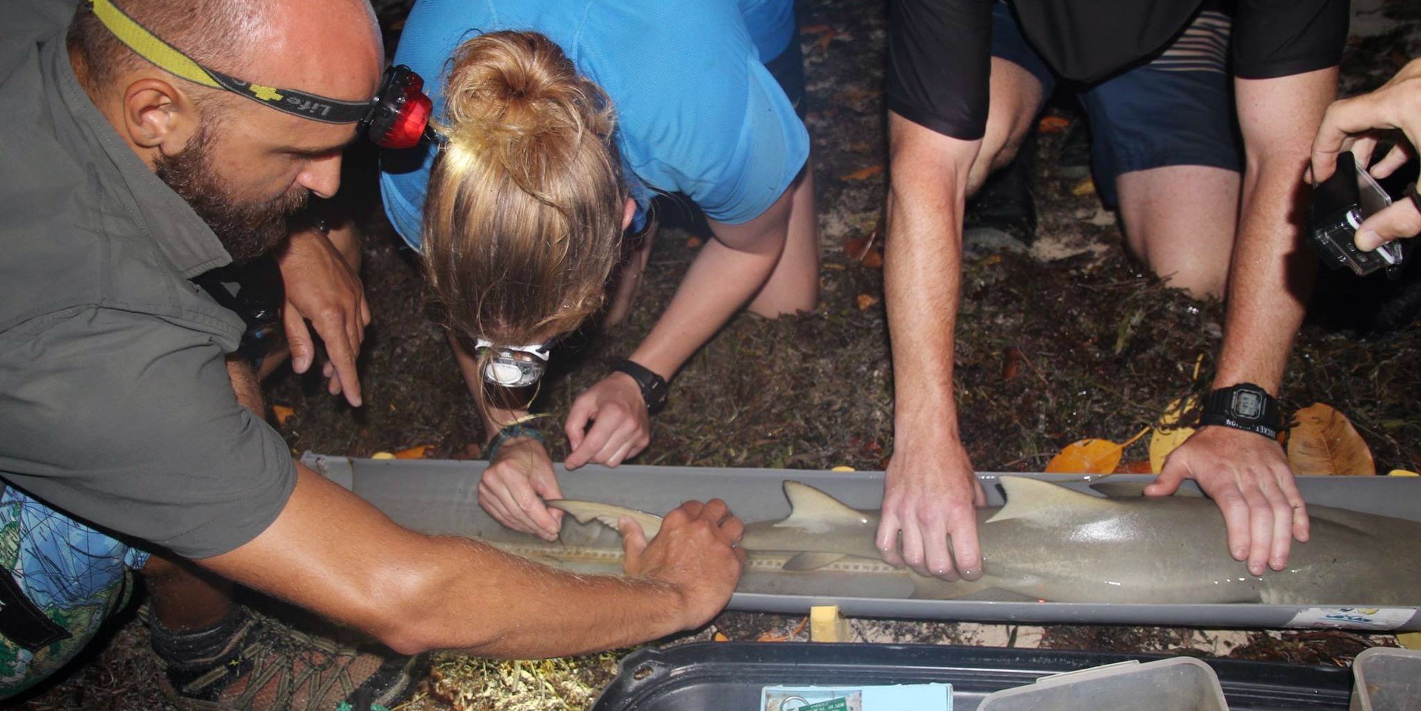 GVI participants catch and record data on the understudied sicklefin lemon shark in Seychelles. Top volunteer abroad programs should seek to make an impact through valuable insights and data. 