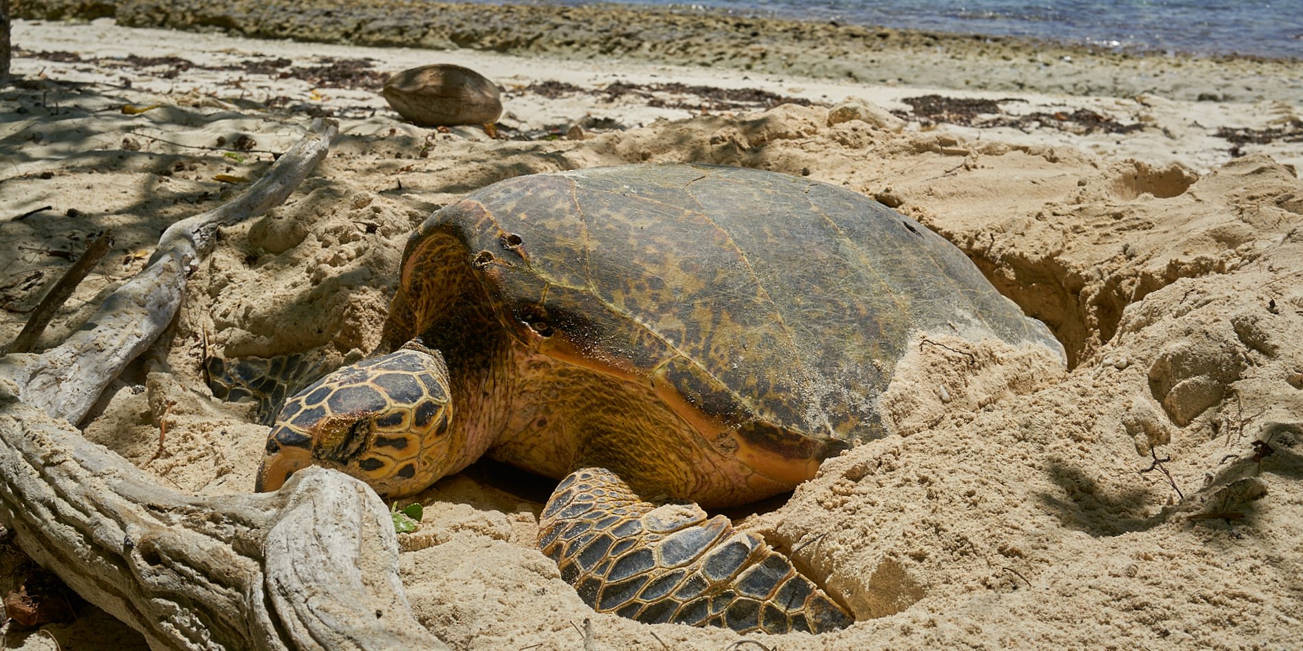 A Aldabra giant tortoise nests on a beach on Curieuse Island in Seychelles. Working to preserve these endangered turtles is one of the top volunteer abroad programs.