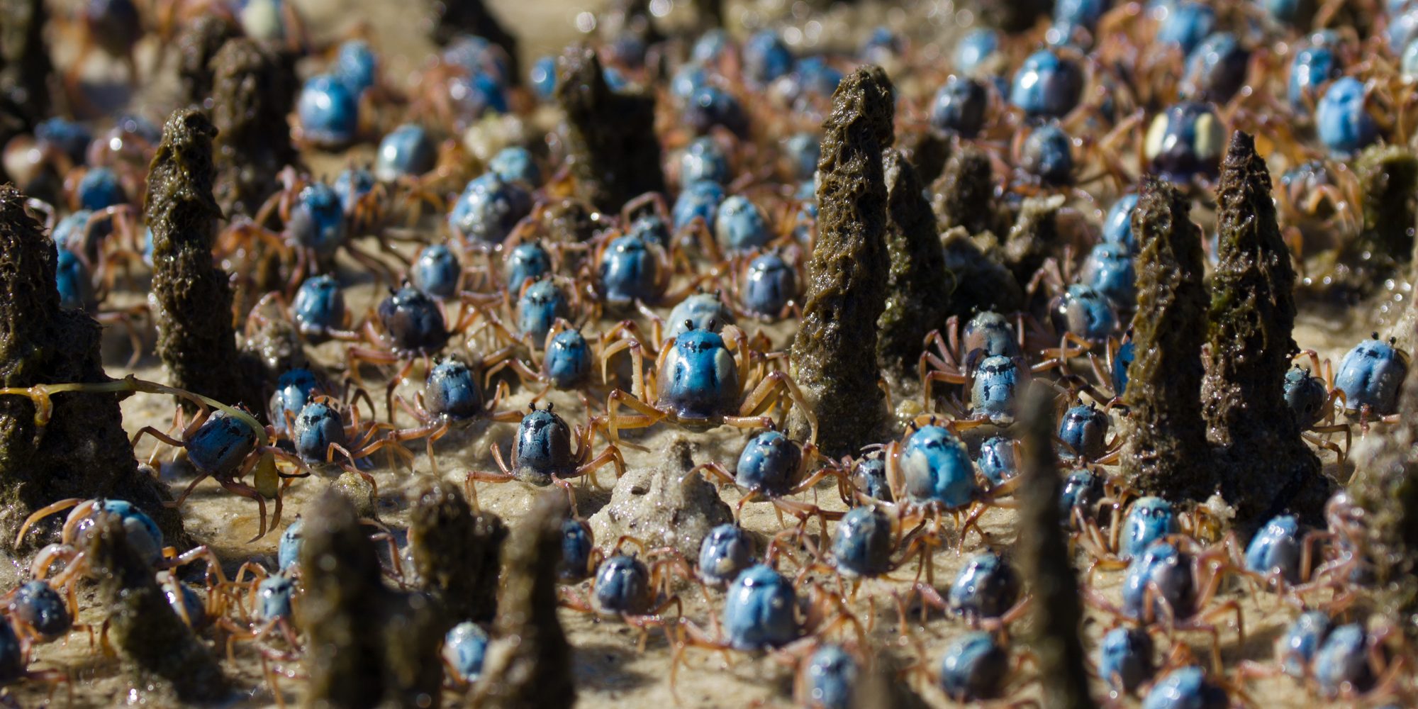 Mangrove forests are important breeding grounds for crabs and other species.