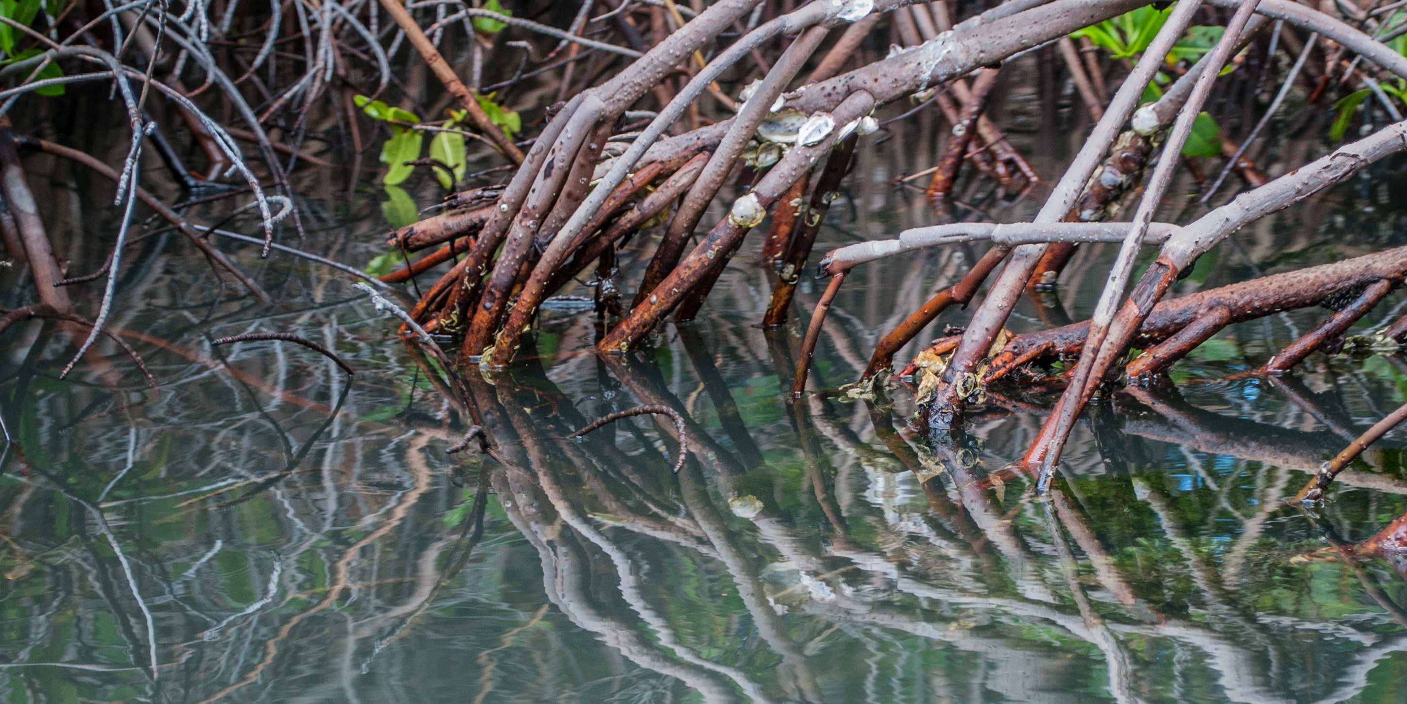 Mangrove roots are nurseries for species such as the sicklefin lemon shark. 