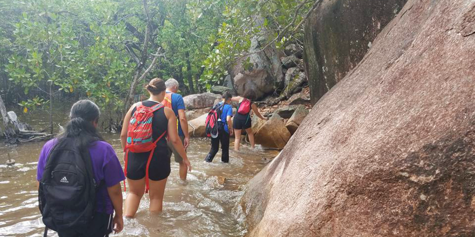 Conservation volunteering in Seychelles includes monitoring of the local mangrove forests, which house important species.