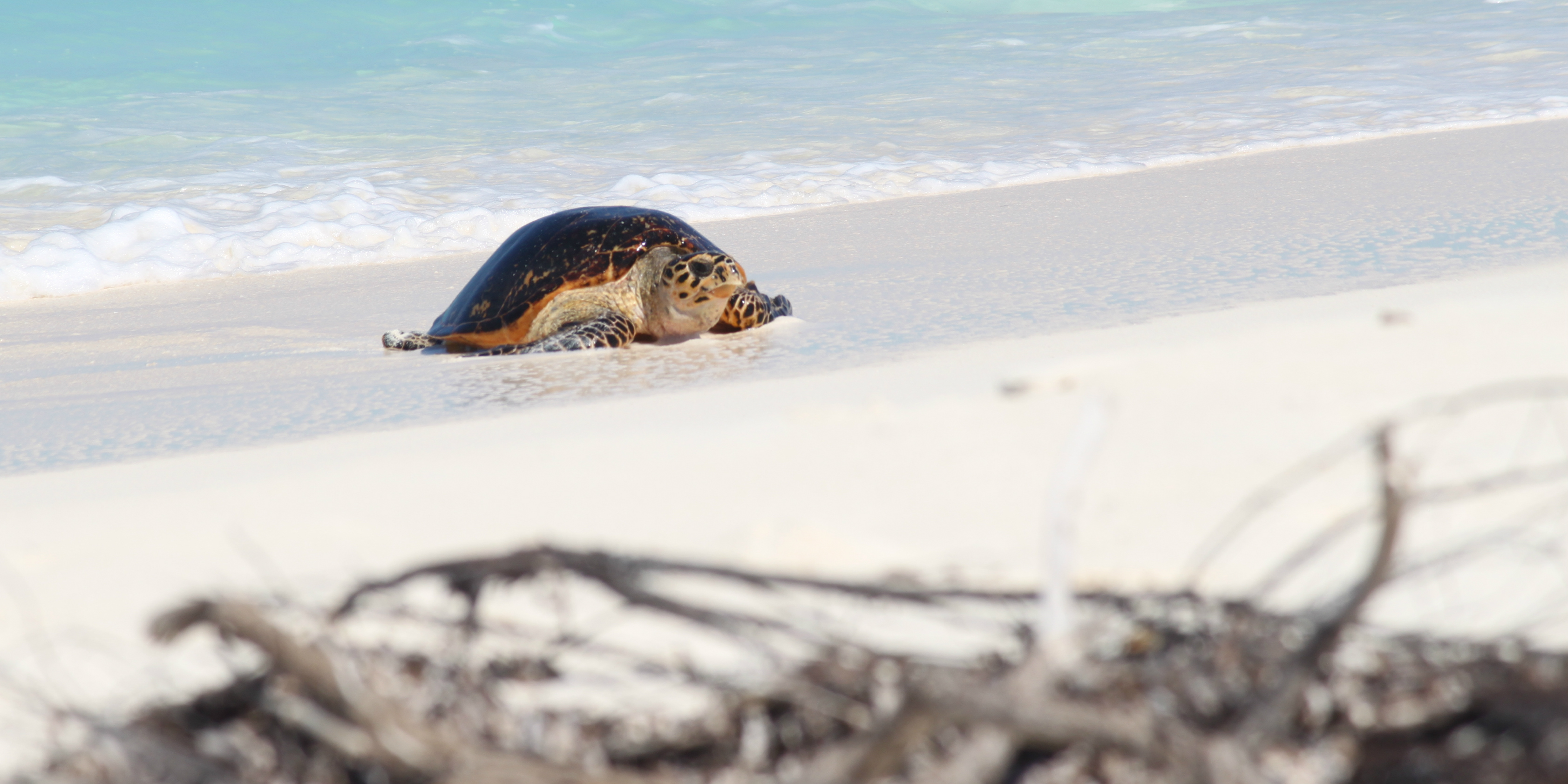 A hawksbill turtle on a beach in the Seychelles archipelago, where wildlife conservation efforts focus on returning balance to nature. 