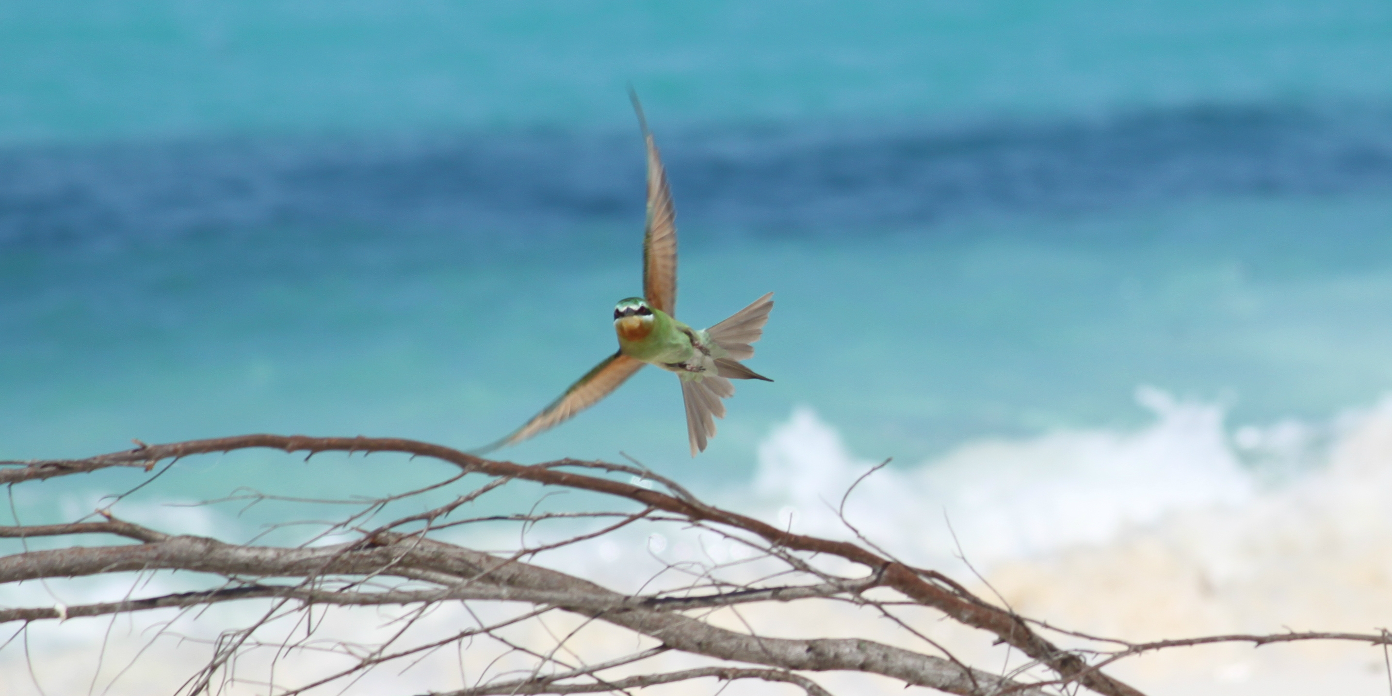 A bee-eater flies through Bird Island, an ornithologist's haven for conservation in the Seychelles archipelago.