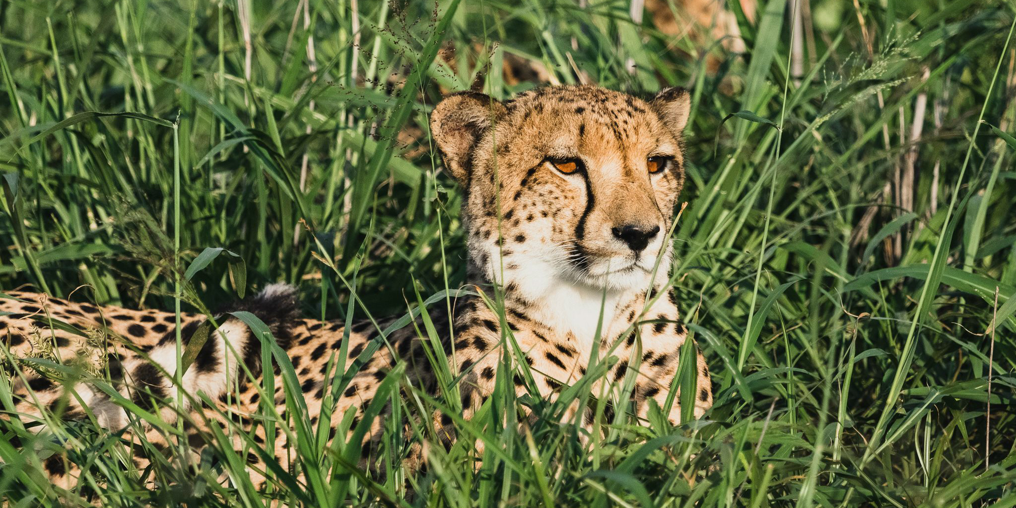 A male cheetah peers through tall grasses. This is one of the big cats being monitored by GVI in the cheetah conservation program.