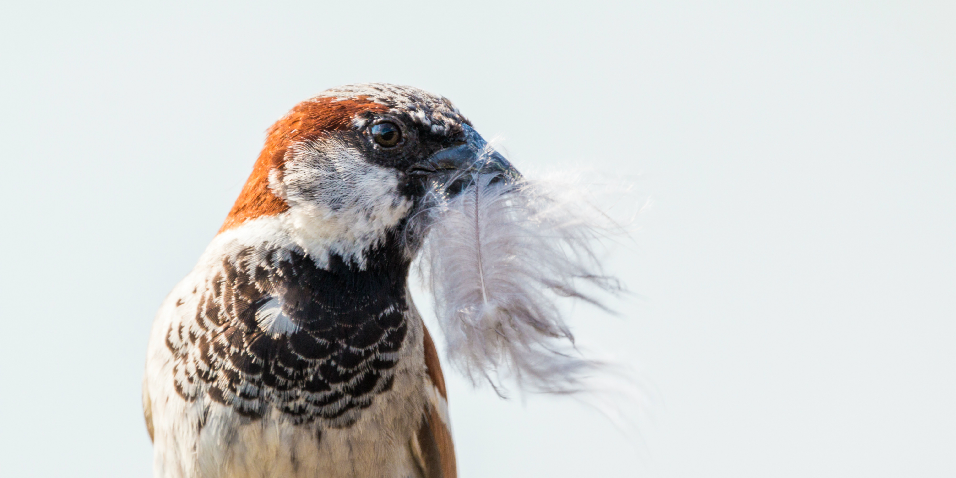 A bird collects feathers to provide insulation in its nest | eco-friendly tourism.